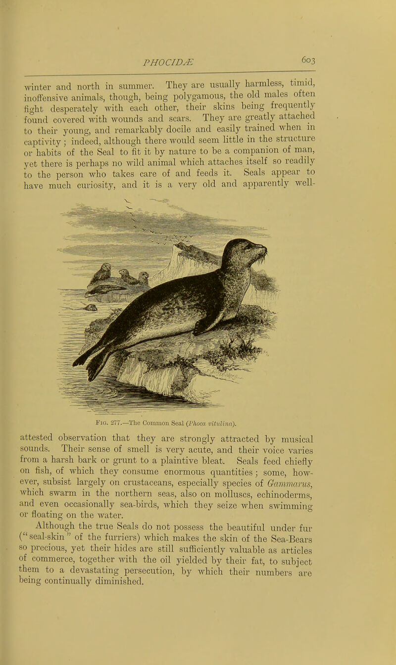 writer and north in summer. They are usually harmless, timid, inoffensive animals, though, being polygamous, the old males often fight desperately with each other, their skins being frequently found covered with wounds and scars. They are greatly attached to their young, and remarkably docile and easily trained when in captivity ; indeed, although there would seem little in the structure or habits of the Seal to fit it by nature to be a companion of man, yet there is perhaps no wild animal which attaches itself so readily to the person who takes care of and feeds it. Seals appear to have much curiosity, and it is a very old and apparently well- FiG. 277.—The Coiniiion Seal {Phoca vitulina). attested observation that they are strongly attracted by musical sounds. Their sense of smell is very acute, and their voice varies from a harsh bark or grunt to a plaintive bleat. Seals feed chiefly on fish, of which they consume enormous quantities; some, how- ever, subsist largely on crustaceans, especially species of Gammanis, which swarm in the northern seas, also on molluscs, echinoderms, and even occasionally sea-birds, which they seize when swimming or floating on the Avater. Although the true Seals do not possess the beautiful under fur ( seal-skin  of the furriers) which makes the skin of the Sea-Bears so precious, yet their hides are still sufficiently valuable as articles of commerce, together with the oil yielded by their fat, to subject them to a devastating persecution, by which their numbers are being continually diminished.