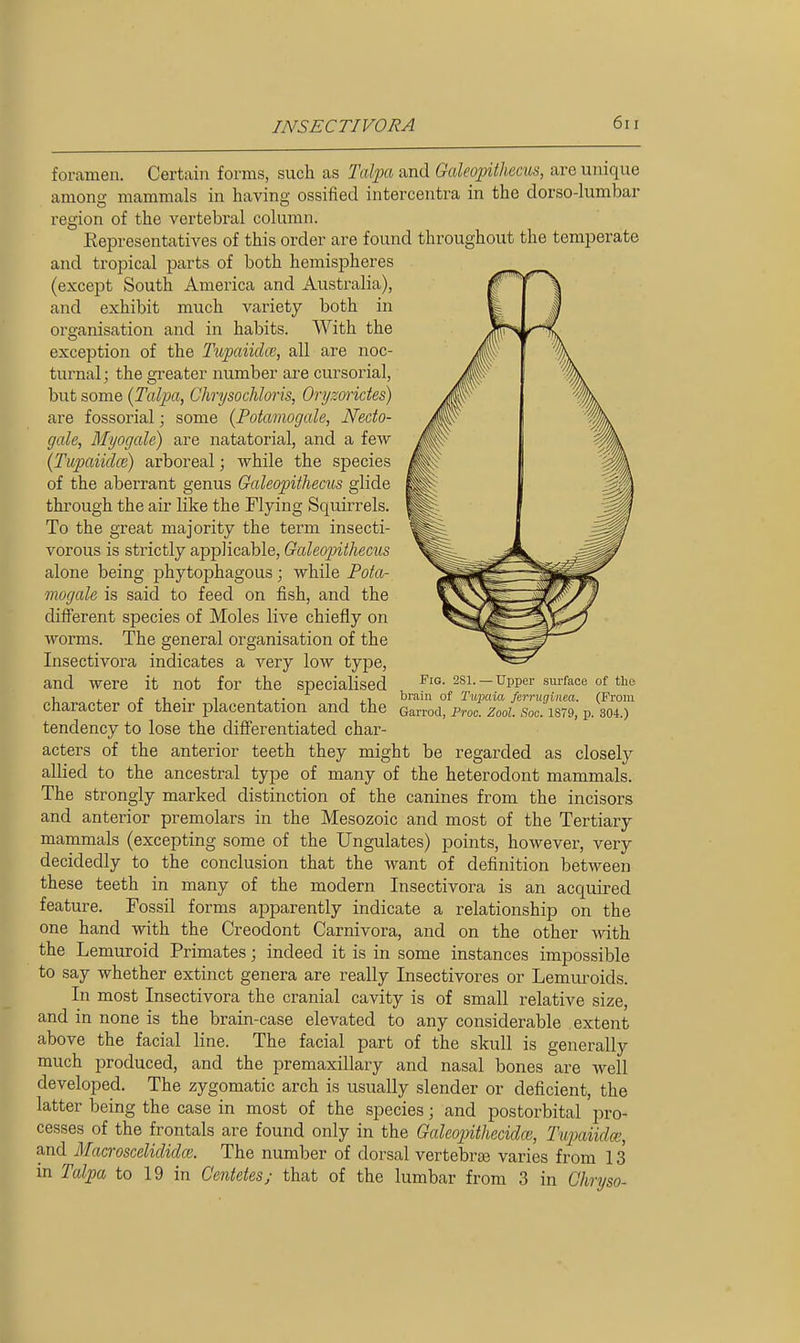 foramen. Certain forms, such as Talpa and Galeopithecus, are unique among mammals in having ossified intercentra in the dorso-lumbar region of the vertebral column. Eepresentatives of this order are found throughout the temperate and tropical parts of both hemispheres (except South America and Australia), and exhibit much variety both in organisation and in habits. With the exception of the Tupaiidce, all are noc- turnal ; the greater number are cursorial, but some {Talpa, Chrysochloris, Oryzorictes) are fossorial; some (Potamogale, Nedo- gale, Myogcde) are natatorial, and a few (Tupaiidce) arboreal; while the species of the aberrant genus Galeopithecus glide through the air like the Flying Squirrels. To the great majority the term insecti- vorous is strictly applicable, Qcdeopithecus alone being phytophagous; while Fota- mogaU is said to feed on fish, and the different species of Moles live chiefly on worms. The general organisation of the Insectivora indicates a very low type, and were it not for the specialised fig-2si. - upper sm-face of the 1 , £ ,T_ • ^ ii- -I ,^ brain of Tupaia fcrruniiiea. (From character of their placentation and the Garrod, proc. zooi. scc. isro, p. 304.) tendency to lose the differentiated char- acters of the anterior teeth they might be regarded as closely allied to the ancestral type of many of the heterodont mammals. The strongly marked distinction of the canines from the incisors and anterior premolars in the Mesozoic and most of the Tertiary mammals (excepting some of the Ungulates) points, however, very decidedly to the conclusion that the want of definition between these teeth in many of the modern Insectivora is an acquired feature. Fossil forms apparently indicate a relationship on the one hand with the Creodont Carnivora, and on the other ^vith the Lemuroid Primates; indeed it is in some instances impossible to say whether extinct genera are really Insectivores or Lemuroids. In most Insectivora the cranial cavity is of small relative size, and in none is the brain-case elevated to any considerable extent above the facial line. The facial part of the skull is generally much produced, and the premaxillary and nasal bones are well developed. The zygomatic arch is usually slender or deficient, the latter being the case in most of the species; and postorbital pro- cesses of the frontals are found only in the Gakopithecidce, Tiq)aiida;, and Macroscelididce. The number of dorsal vertebrte varies from 13 an Talpa to 19 in Centetes; that of the lumbar from 3 in Chryso-