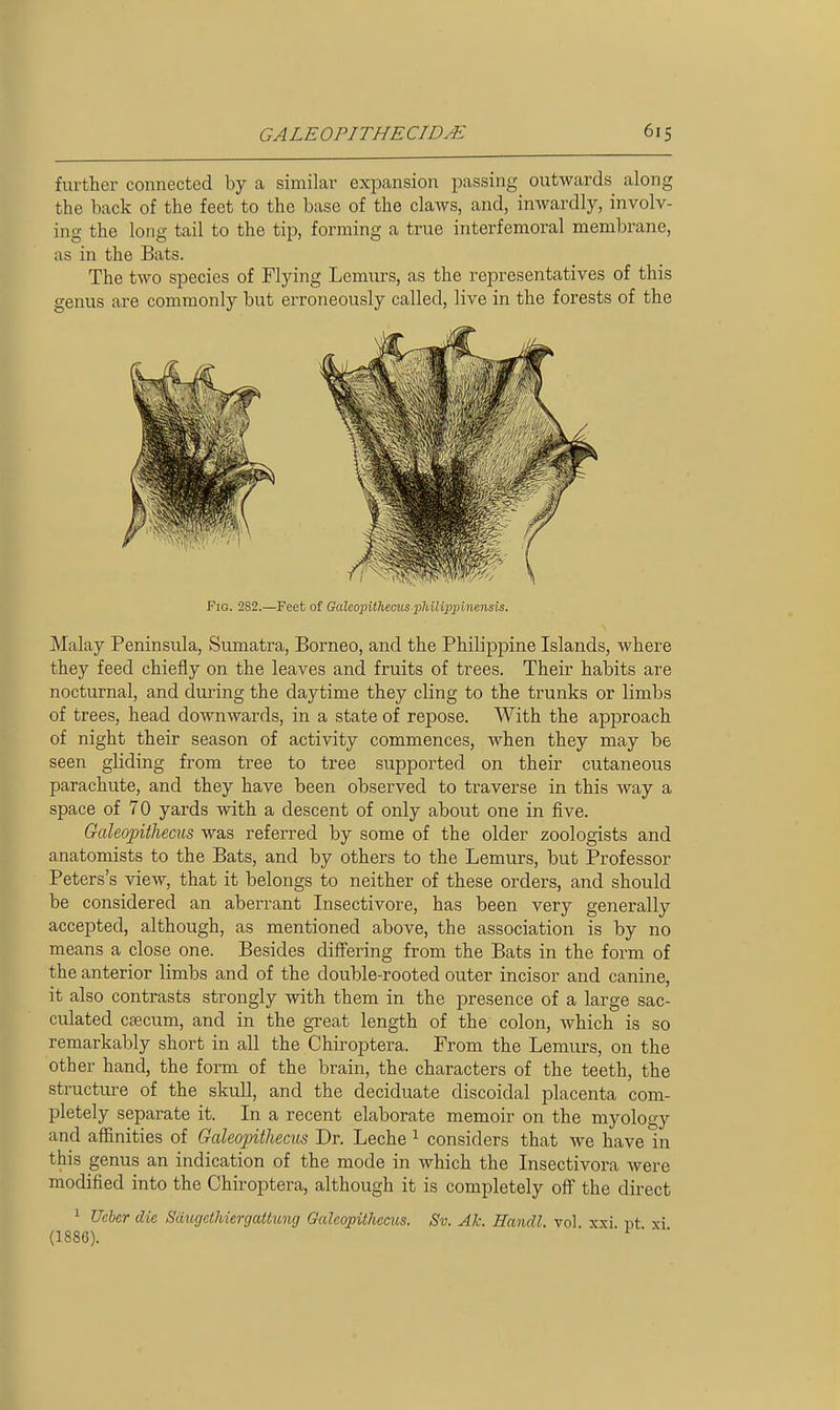 further connected by a similar expansion passing outwards along the back of the feet to the base of the claws, and, inwardly, involv- ing the long tail to the tip, forming a true interfemoral membrane, as in the Bats. The two species of Flying Lemurs, as the representatives of this genus are commonly but erroneously called, live in the forests of the Fig. 282.—Feet of GaleopUhemis pMUppinensis. Malay Peninsula, Sumatra, Borneo, and the Philippine Islands, where they feed chiefly on the leaves and fruits of trees. Their habits are nocturnal, and during the daytime they cling to the trunks or limbs of trees, head dowuAvards, in a state of repose. With the approach of night their season of activity commences, when they may be seen gliding from tree to tree supported on their cutaneous parachute, and they have been observed to traverse in this way a space of 70 yards with a descent of only about one in five. Galeopiihecus was referred by some of the older zoologists and anatomists to the Bats, and by others to the Lemurs, but Professor Peters's view, that it belongs to neither of these orders, and should be considered an aberrant Insectivore, has been very generally accepted, although, as mentioned above, the association is by no means a close one. Besides differing from the Bats in the form of the anterior limbs and of the double-rooted outer incisor and canine, it also contrasts strongly with them in the presence of a large sac- culated csecum, and in the great length of the colon, which is so remarkably short in all the Chiroptera. From the Lemurs, on the other hand, the form of the brain, the characters of the teeth, the structure of the skull, and the deciduate discoidal placenta com- pletely separate it. In a recent elaborate memoir on the myology and afiinities of Galeopithecus Dr. Leche ^ considers that we have in this genus an indication of the mode in which the Insectivora were modified into the Chiroptera, although it is completely off the direct 1 Uebcr die Saugcthiergattung Galeopithecus. Sv. Ak. Eandl. vol xxi pt xi (1886). ■