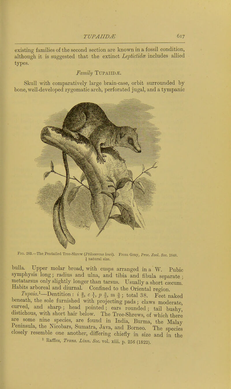 existing families of the second section are known in a fossil condition, although it is suggested that the extinct Leptictidce includes allied types. Family TuPAllD^E. Skull with comparatively large brain-case, orbit surrounded by bone, well-developed zygomatic arch, perforated jugal, and a tympanic Fig. 2S3.—Tlie Pentailed Tree-Shrew {PHlocercus lowi). From Gray, Proc. Zool. Soc. 1S48. J natural size. bulla. Upper molar broad, with cusps arranged in a W. Pubic symphysis long; radius and ulna, and tibia and fibula separate ; meta,tarsus only slightly longer than tarsus. Usually a short crecum.' Habits arboreal and diurnal. Confined to the Oriental region. TujMia.^—Dentition : i f, c i f, m f; total 38. Feet naked beneath, the sole furnished with projecting pads; claws moderate, curved, and sharp; head pointed; ears rounded; tail bushy' distichous, with short hair below. The Tree-Shrews, of which there are some nine species, are found in India, Burma, the Malay Peninsula, the Nicobars, Sumatra, Java, and Borneo. The species closely resemble one another, differing chiefly in size and in the 1 Raffles, Trails. Linn. Soc. vol. xiii. p. 256 (1822).