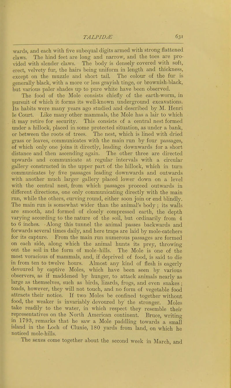 wards, and each with five subequal digits armed with strong flattened claws. The hind feet are long and narrow, and the toes are pro- vided with slender claws. The body is densely covered with soft, erect, velvety fur, the hairs being uniform in length and thickness, except on the muzzle and short tail. The colour of the fur is generally black, with a more or less grayish tinge, or brownish-black, but various paler shades ujd to pure white have been observed. The food of the Mole consists chiefly of the earth-worm, in pursuit of Avhich it forms its well-known underground excavations. Its habits were many years ago studied and described by M. Henri le Court. Like many other mammals, the Mole has a lair to which it may retire for secm^ity. This consists of a central nest formed under a hillock, placed in some protected situation, as under a bank, or between the roots of trees. The nest, which is lined with dried grass or leaves, communicates with the main run by four passages, of which only one joins it directly, leading downwards for a short distance and then ascending again. The other three are directed upwards and communicate at regular intervals with a circular gallery constructed in the upper part of the hillock, which in turn communicates by five passages leading downwards and outwards -with another much larger gallery placed lower down on a level mth the central nest, from which passages proceed outwards in different directions, one only communicating directly with the main run, while the others, curving round, either soon join or end blindly. The main run is somewhat -wider than the animal's body; its walls are smooth, and formed of closely compressed earth, the depth varying according to the nature of the soil, but ordinarily from 4 to 6 inches. Along this tunnel the animal passes backwards and forwards several times daily, and here traps are laid by mole-catchers for its capture. From the main run numerous passages are formed on each side, along which the animal hunts its prey, throwing out the soil in the form of mole-hills. The Mole is one of the most voracious of mammals, and, if deprived of food, is said to die in from ten to twelve hours. Almost any kind of flesh is eagerly devoured by captive Moles, which have been seen by various observers, as if maddened by hunger, to attack animals nearly as large as themselves, such as birds, lizards, frogs, and even snakes ; toads, however, they will not touch, and no form of vegetable food attracts their notice. If two Moles be confined together without food, the weaker is invariably devoured by' the stronger. Moles take readily to the water, in Avhich respect they resemble their representatives on the North American continent. Bruce, writing in 179.3, remarks that he saw a Mole paddling towards a small island in the Loch of Clunie, 180 yards from land, on which he noticed mole-hills. The sexes come together about the second week in March, and
