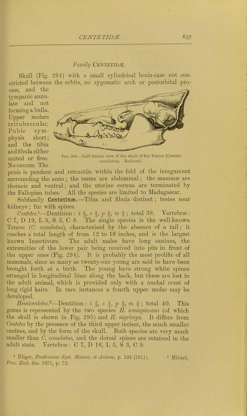 Fig. 294.—Left lateral view of the skull of the Tenrec (Centetes ecttudatus). Reduced.' Faviily Centetid^. Skull (Fig. 294) with a small cylindrical bvain-case not con- stricted between the orbits, no zygomatic arch or postorbital pro- cess, and the tympanic annu- late and not forming a bulla. Upper molars tritubercular. Pubic sym- physis short; and the tibia and fibula either united or free. Nocsecum. The penis is pendent and retractile within the fold of the integument surrounding the anus ; the testes are abdominal; the mammae are thoracic and ventral; and the uterine cornua are terminated by the Fallopian tubes. All the species are limited to Madagascar. Subfamily Centetinse.—Tibia and fibula distinct; testes near kidneys; fur Avith spines. Centetes}—Dentition : i c \, p m %; total 38. Vertebrae : C 7, D 19, L 5, S 3, C 8. The single species is the well-known Tenrec (C. ecaudatus), characterised by the absence of a tail; it reaches a total length of from 12 to 16 inches, and is the largest known Insectivore. The adult males have long canines, the extremities of the lower pair being received into pits in front of the upper ones (Fig. 294). It is probably the most prolific of all mammals, since as many as twenty-one young are said to have been brought forth at a birth. The young have strong white spines arranged in longitudinal lines along the back, but these are lost in the adult animal, which is provided only with a nuchal crest of long rigid hairs. In rare instances a fourth upper molar may be developed. Hemicentetes}—Dentition : i ^, c \, p m %; total 40. This genus is represented by the two species H. semispinosus (of which the skull is shown in Fig. 295) and H. nigriceps. It differs from Centetes by the presence of the third upper incisor, the much smaller canines, and by the form of the skull. Both species are very much smaller than C. ecaudatus, and the dorsal spines are retained in the adult state. Vertebrte: C 7, D 16, L 5, S 3, C 9. ' Illiger, Frodromus Syst. Mamm. ct Avium, p. 124 (1811). Proc. Zool. Soc. 1871, p. 72.  Mivart,