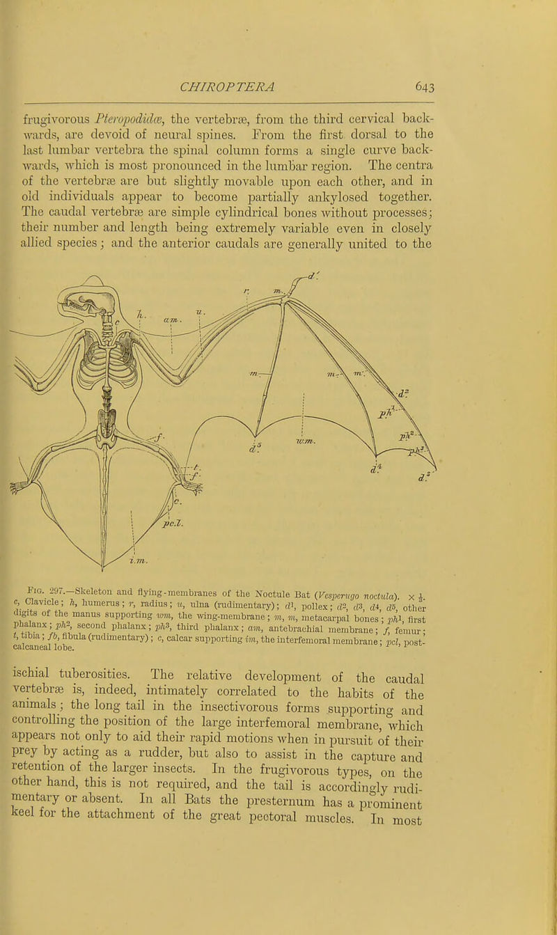 frugivorous Pteropodidoi, the vcrtebrte, from the third cervical back- wards, are devoid of neural spines. From the first dorsal to the last lumbar vertebra the spinal column forms a single curve back- wards, which is most pronounced in the lumbar region. The centra of the vertebrae are but slightly movable upon each other, and in old individuals appear to become partially ankylosed together. The caudal vertebra are simple cylindrical bones without processes; their number and length being extremely variable even in closely allied species; and the anterior caudals are generally united to the iMG. 297.-Skeleton and flying-membranes of the Noctule Bat (Vespcrugo nodula). x i c, Clavicle; h, humerus; r, radius; u, ulna (rudimentary); d\ poUex; d-, dS, di, dS other digits of the manus supporting wm, the wing-membrane; m, m, metacarpal bones • pia first Vhnlmx; ph; second phalanx; 2,7*3 third phalanx; am, antebrachial membrane - /, femur- i, tibia; fb, fibula (rudmientary); c, calcar supporting im, the interfemoral membrane; pel, post- calcaneal lobe. > 1 ischial tuberosities. The relative development of the caudal vertebra; is, indeed, intimately correlated to the habits of the animals; the long tail in the insectivorous forms ^supporting and controlling the position of the large interfemoral membrane, which appears not only to aid their rapid motions when in pursuit of their prey by acting as a rudder, but also to assist in the capture and retention of the larger insects. In the frugivorous types, on the other hand, this is not required, and the tail is accordino-ly rudi- mentary or absent. In all Bats the presternum has a prominent keel for the attachment of the great pectoral muscles. In most