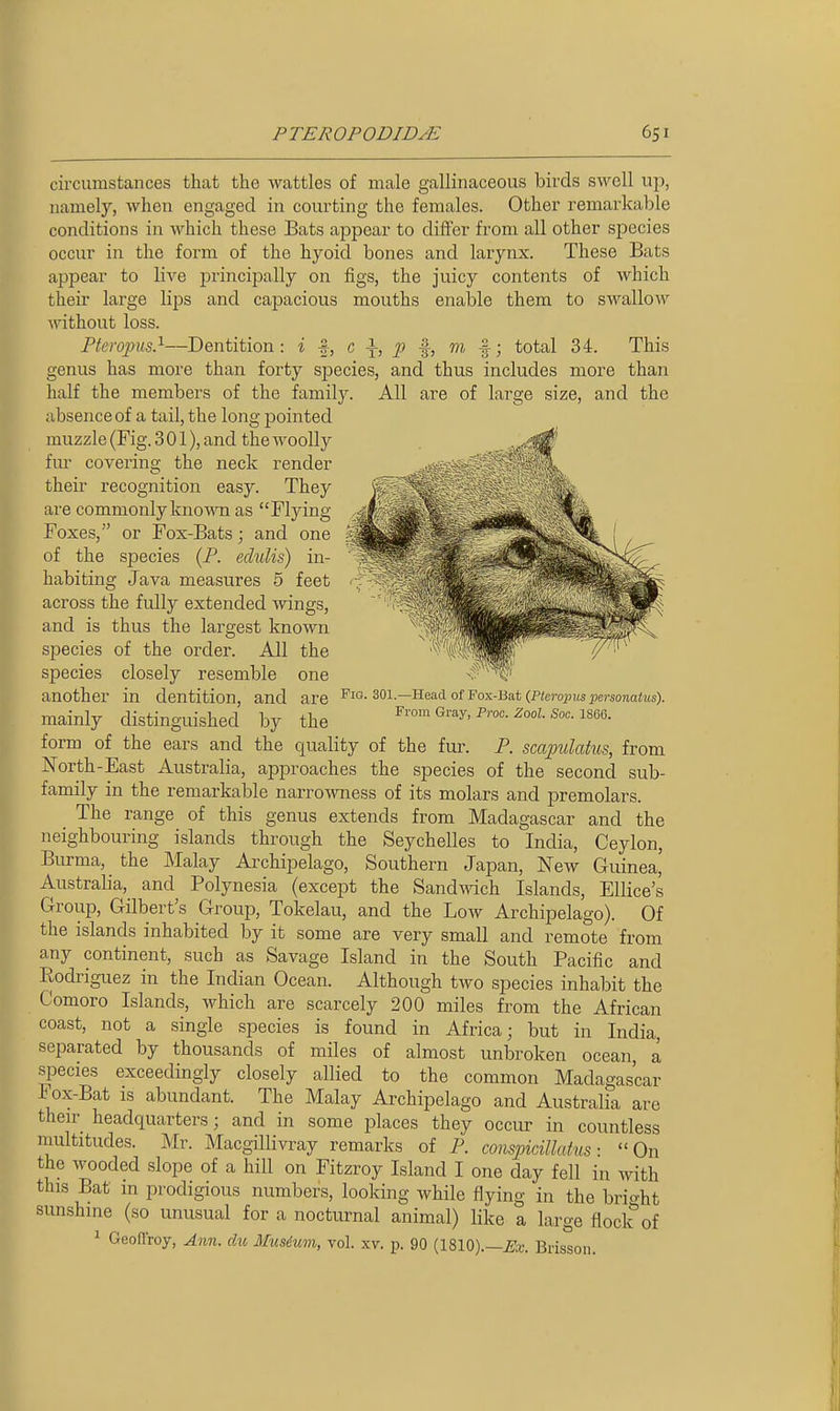 circumstances that the wattles of male gallinaceous birds swell up, namely, when engaged in courting the females. Other remarkable conditions in which these Bats appear to differ from all other species occur in the form of the hyoid bones and larynx. These Bats appear to live principally on figs, the juicy contents of which their large lips and capacious mouths enable them to swallow without loss. Fteropus.^—Dentition: i t, c \, p f, m f; total 34. This genus has more than forty sjoecies, and thus includes more than half the members of the family. All are of large size, and the absence of a tail, the long jDointed muzzle (Fig. 301), and the woolly fm- covering the neck render their recognition easy. They are commonly knoMTi as Flying Foxes, or Fox-Bats; and one of the species (P. eclulis) in- habiting Java measures 5 feet across the fully extended wings, and is thus the largest known species of the order. All the species closely resemble one another in dentition, and are Fio. 301.—Head of Fox-Bat (P«c7-oi;i(speraonates). mainly distinguished by the From Gray, p™c. zooz. Soc. isoe. form of the ears and the quality of the fur. P. scapulatus, from North-East Australia, apjDroaches the species of the second sub- family in the remarkable narro^^raess of its molars and premolars. The range of this genus extends from Madagascar and the neighbouring islands through the Seychelles to India, Ceylon, Burma, the Malay Archipelago, Southern Japan, New Guinea, Australia, and Polynesia (except the Sand^vich Islands, Ellice's Group, Gilbert's Group, Tokelau, and the Low Archipelago). Of the islands inhabited by it some are very small and remote from any continent, such as Savage Island in the South Pacific and Rodriguez in the Indian Ocean. Although two species inhabit the Comoro Islands, which are scarcely 200 miles from the African coast, not a single species is found in Africa; but in India, separated by thousands of miles of almost unbroken ocean, a si^ecies exceedingly closely allied to the common Madagascar I ox-Bat IS abundant. The Malay Archipelago and Australia are then^ headquarters; and in some places they occur in countless multitudes. Mr. Macgillivray remarks of P. conspicillatus: On the wooded slope of a hill on Fitzroy Island I one day fell in with this Bat in prodigious numbers, looking while flying in the bricrht sunshine (so unusual for a nocturnal animal) like a large flock of 1 Geofiroy, Ann. du Musium, vol. xv. p. 90 (1810).—^a;. Brisson.