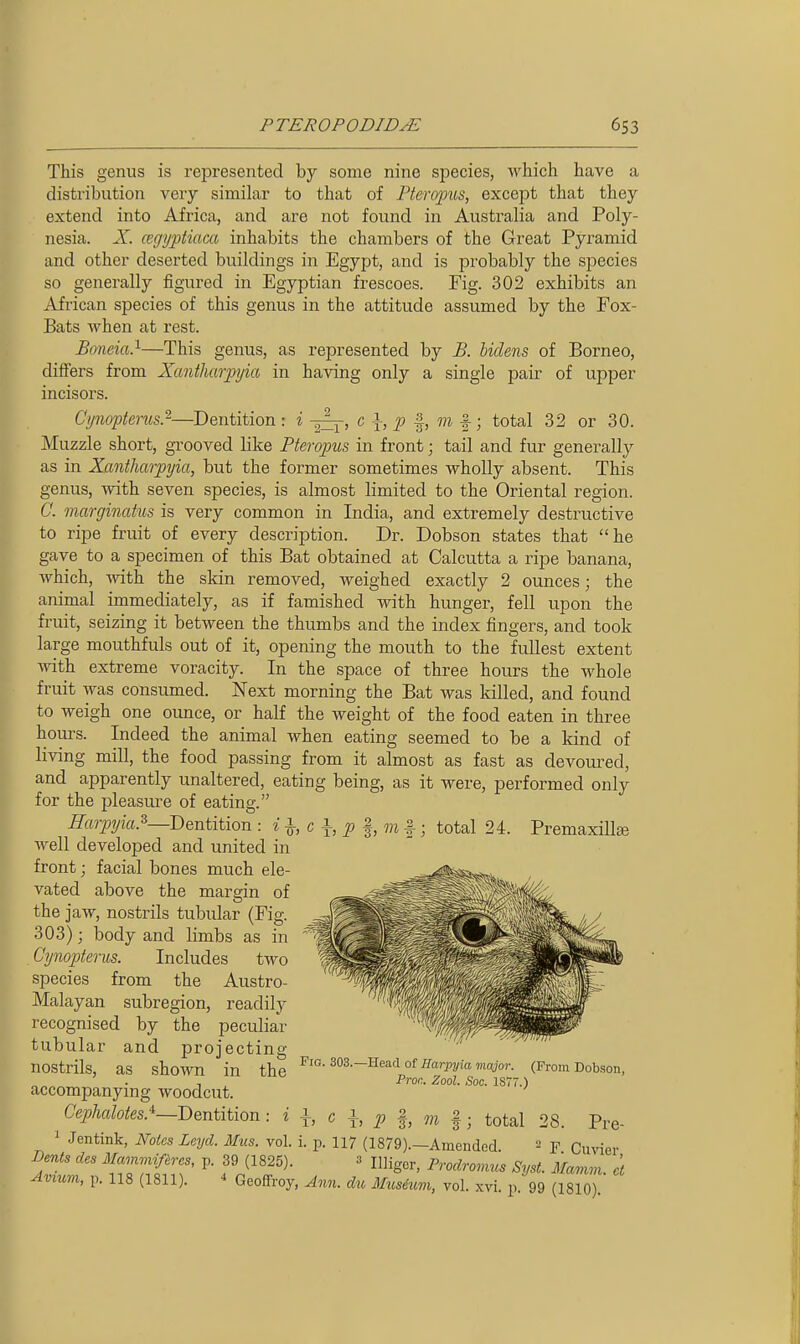 This genus is represented by some nine species, which have a distribution very similar to that of Pterqym, except that they extend into Africa, and are not found in Australia and Poly- nesia. X. cegyptiaca inhabits the chambers of the Great Pyramid and other deserted buildings in Egypt, and is probably the species so generally figured in Egyptian frescoes. Fig. 302 exhibits an African species of this genus in the attitude assumed by the Fox- Bats when at rest. Boneia}—This genus, as represented by £. hidens of Borneo, differs from Xantharpyia in having only a single pair of upper incisors. Ci/nopterus.^—Dentition : i -5^, c \, p ^, m ^; total 32 or 30. Muzzle short, gi-ooved like Pteropus in front; tail and fur generally as in Xantharpyia, but the former sometimes wholly absent. This genus, with seven species, is almost limited to the Oriental region. C. marginatus is very common in India, and extremely destructive to ripe fruit of every description. Dr. Dobson states that he gave to a specimen of this Bat obtained at Calcutta a ripe banana, which, with the skin removed, weighed exactly 2 ounces; the animal immediately, as if famished with hunger, fell upon the fruit, seizing it between the thumbs and the index fingers, and took large mouthfuls out of it, opening the mouth to the fullest extent with extreme voracity. In the space of three hours the whole fruit was consumed. Next morning the Bat was killed, and found to weigh one ounce, or half the weight of the food eaten in three hours. Indeed the animal when eating seemed to be a kind of living mill, the food passing from it almost as fast as devom^ed, and apparently unaltered, eating being, as it were, performed only for the pleasure of eating. HarpyicL^—Deniiiion : i^, c \, p I, m %^; total 24. Premaxillse well developed and united in front; facial bones much ele- vated above the margin of the jaw, nostrils tubular (Fig. 303); body and limbs as in Cynopterus. Includes two species from the Austro- Malayan subregion, readily recognised by the peculiar tubular and projecting nostrils, as shown in the accompanying woodcut. Cephaloies^—Dentition : i Fig. 303.- -Head of Harpyia major. (From Dobson, Pron. Zool. Soc. 1877.) , I, TO f; total 28. Pre- 1 Jentink, Mtes Leyd. Mus. vol. i. p. Ii7 (1879).—Amended. F. Cuvier h 0 Dents des Mammif&rcs, p. 39 (1825) ^ Illiger, Prodromus Syst. Mamvi. ct Avium, p. 118 (1811). 4 Geoflfroy, Ann. du iMusium, vol. xvi. p. 99 (1810).