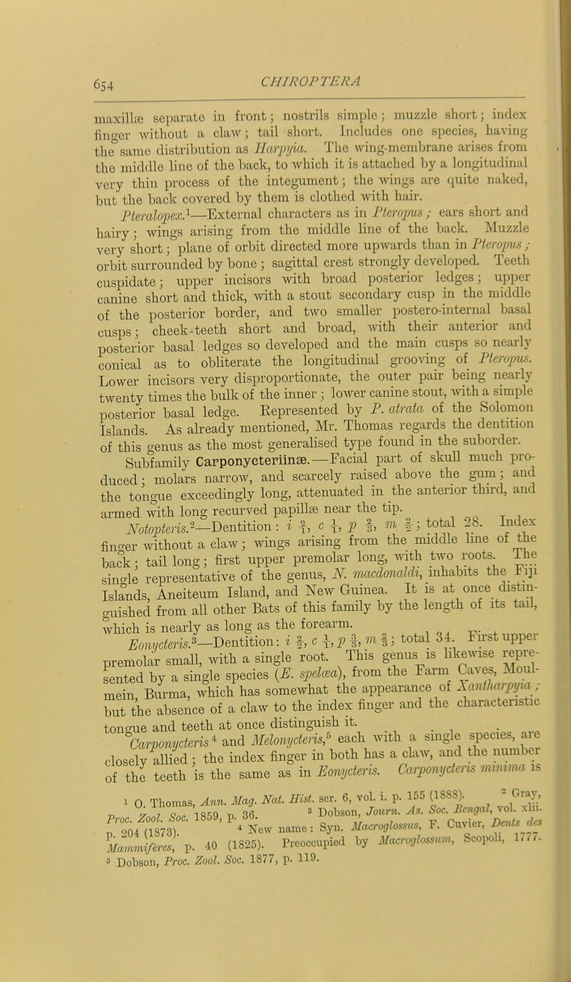 6S4 maxillre separate in front; nostrils simple; muzzle short; index lin<'cr without a claw; tail short. Includes one species, having the''same distribution as Harpyia. The wing-membrane arises from the middle line of the back, to which it is attached by a longitudinal very thin process of the integument; the Avings are quite nuked, but the back covered by them is clothed with hair. Fteralopex.^—External characters as in I'teropus ; ears short and hairy; wings arising from the middle line of the back. Muzzle very short; plane of orbit directed more upwards than in Pteropus ; orbit surrounded by bone ; sagittal crest strongly developed Teeth cuspidate; upper incisors with broad posterior ledges; upper canine short and thick, with a stout secondary cusp in the middle of the posterior border, and two smaller postero-internal basal cusps; cheek-teeth short and broad, with their anterior and posterior basal ledges so developed and the main cusps so nearly conical as to obliterate the longitudinal grooving of Pteropus. Lower incisors very disproportionate, the outer pair being nearly twenty times the bulk of the inner ; lower canine stout, Avith a simple posterior basal ledge. Represented by P. atrata of the Solomon Islands. As already mentioned, Mr. Thomas regards the dentition of this genus as the most generalised type found in the suborder. Subfamily Capponyeteriinse.—Facial part of skuU much pro- duced • molars narrow, and scarcely raised above the gum; and the tongue exceedingly long, attenuated in the anterior third, and armed with long recui-ved papilla near the tip. , „ i mopteris.'^-Bentition: i i, <^ h P h f ^ total 28. Index fino-er without a claw; wings arising from the middle line of the back; tail long; first upper premolar long, mth two roots ihe sinc^le representative of the genus, N. macdonalch, inhabits the l_i]i Isknds, Aneiteum Island, and New Guinea. It is at once distin- guished from all other Bats of this family by the length of its tail, which is nearly as long as the forearm. , , ^ , -n,- , Eomderis.^-Denmon -.ihchP f > 15 total 34 Fu-st upper premolar small, with a single root. This genus is likewise repre- sented by a single species {E. spdcea), from the Farm Caves, Moul- mein Burma, which has somewhat the appearance of lantharpym ; but the absence of a claw to the index finger and the characteristic toneue and teeth at once distinguish it. Carponycteris' and Melonyderis,' each with a smgle species, are closely allied; the index finger in both has a claw, and the number of the teeth is the same as in Eonyderis. Carponydcm mnuma is 1 0 Thomas, Ann. Mag. Nat. Hist. ser. 6, vol. i. p. 155 (1888). - Gray p 1859 V 36  Dobson, Journ. As. Soc. Bengal, vol. xlu. rSM1873) New name: Byn. Maa-oglossus, F. Cuvier. Ben^s dcs LllW'p. 40 (1825). Preoceupied by Macroglossum, Scopoh. 1.//. B Dobson, Proc. Zool. Soc. 1877, p. 119-