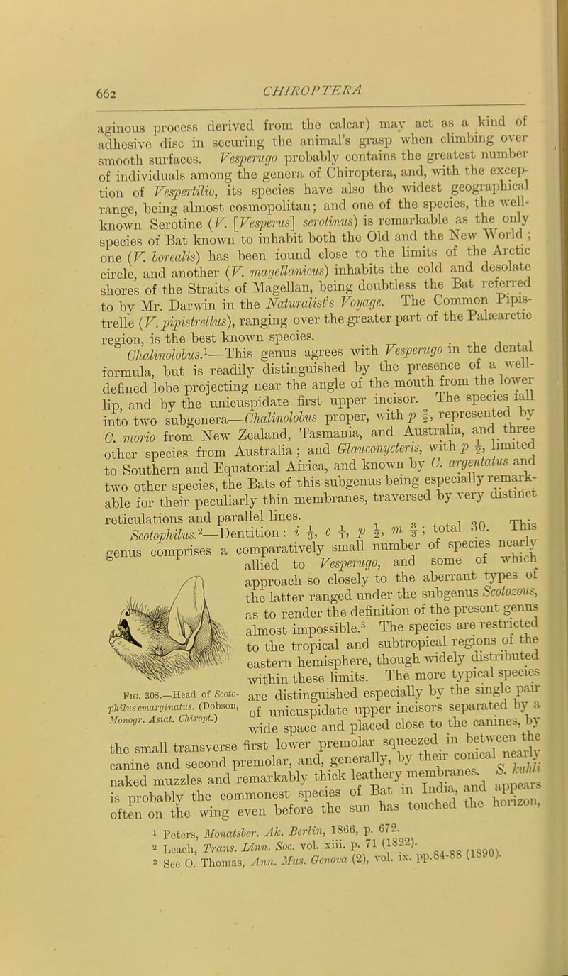 aginous process derived from the calcar) may act as a kmd of adhesive disc in securing the animal's grasp when climbing over smooth surfaces. Vespenigo probal^ly contains the greatest number of individuals among the genera of Chiroptera, and, with the excep- tion of Vespertilio, its species have also the widest geogi'aphical range, being almost cosmopolitan; and one of the species, the well- known Serotine {F. [Fcsjyerus] serotinus) is remarkable as the only species of Bat known to inhabit both the Old and the New World ; one (F. borealis) has been found close to the limits of the Arctic circle, and another (F. mageUankus) inhabits the cold and desolate shores of the Straits of Magellan, being doubtless the Bat referred to by Mr. Darwin in the Naturalist's Foyage. The Common 1 ipis- trelle (F.pipistrellus), ranging over the greater part of the Palaearctic region, is the best known species. v , . i Chalinolohts.^—This genus agrees with Fesperugo in the dental formula, but is readily distinguished by the presence of a well- defined lobe projecting near the angle of the mouth from the lower lip, and by the unicuspidate first upper incisor. The species fall into two suhgmev^-Chalinolohns proper, with^; f, represented by a rtiorio from New Zealand, Tasmania, and Australia, and three other species from Australia; and Glauconyderis, vnth p ^, imited to Southern and Equatorial Africa, and known by C. argentaius and two other species, the Bats of this subgenus being especiaUy remark- able for their peculiarly thin membranes, traversed by very distinct reticulations and parallel lines. , ^ + i on T>i^« Scotophilus.^~-J)entition: i h h P h §5 ^tal 30. ihis genus comprises a comparatively small number of species near y allied to Fesperugo, and some of which approach so closely to the aberrant types of the latter ranged under the subgenus Scotozmis, as to render the definition of the present genus A almost impossible.^^ The species are restricted to the tropical and subtropical regions of the eastern hemisphere, though Avidely distributed within these limits. The more typical species Fig. 30s.-Head ot Scoto- ^re distinguished especially by the single pan- pMiuscmarginatus. (Dobson, , unicuspidate upper incisors separated by a Asiat. aurct.) ^^.^^ ^^^^^i ^^^^ ^^^^^^^ ^^^^^ ^,,ij,es, by the small transverse first lower premolar ^^^^^^^.^^^ in betwee^^^^^ canine and second premolar, and, generally, by then ^^^^^''f^^ naked muzzles and remarkably thick leathery membranes^ SAM is probably the commonest species of Bat in India, and appeal, often on the wing even before the sun has touched the houzon, 1 Peters, Mmmtshcr. Ak. Berlin, 1866, p. 672. 2 Leach, Trans. Linn. Soc. vol. xiii. p. 71 (1822). 3 See 0. Thomas, Ann. Mus. Geneva (2), vol. ix. pp.84-88 (1890).