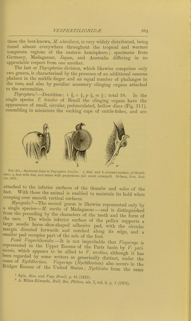 these the best-known, M. schreihersi, is very widely distributed, being found almost everywhere throughout the tropical and warmer temperate regions of the eastern hemisphere;. specimens from Germany, Madagascar, Japan, and Australia differing in no appreciable respect from one another. The last or Thyropterine division, which likewise comprises only two genera, is characterised by the presence of an additional osseous phalanx in the middle finger and an equal number of phalanges in the toes, and also by peculiar accessory clinging organs attached to the extremities. Thyroptera}—Dentition •■ i I, c \, p %, m %; total 38. In the single species T. tricolor of Brazil the clinging organs have the appearance of small, circular, pedunculated, hollow discs (Fig. 311), resembling in miniatiu-e the sucking cups of cuttle-fishes, and are Pro. 311 -Suctorial discs in Thyroptera tricolor, a, Side and 6, concave surface, of thumb- 'V ' projections (all much enlarged). Dobson, Proc. Zool. attached to the inferior surfaces of the thumbs and soles of the feet. With these the animal is enabled to maintain its hold when creeping over smooth vertical smiaces. Myxopoda.^—The second genus is likewise represented only by a single species—3f. aurita of Madagascar—and is distinguished trom the preceding by the characters of the teeth and the form of the ears. The whole inferior surface of the pollex supports a large_ sessde horse-shoe-shaped adhesive pad, with the circular margin directed forwards and notched along its edge, and a smaller pad occupies part of the sole of the foot. Fossil Vespertilioniclce.~lt is not improbable that Vesperuao is represented in the Upper Eocene of the Paris basin by V pari- smms, which appears to be allied to V. serotina, although it has been regarded by some writers as generically distinct, under the name oi Nychthenmn. Vesperugo {Nyditherium) also occurs in the Bridger Eocene of the United States; Nydilestes from the same ^ Spix, Sim. and Vcsp. Bresil, p. 61 (1823). - A. Milrie-Edwards, Bull. Soc. Philom. sen 7, vol. ii. p. i (1878).