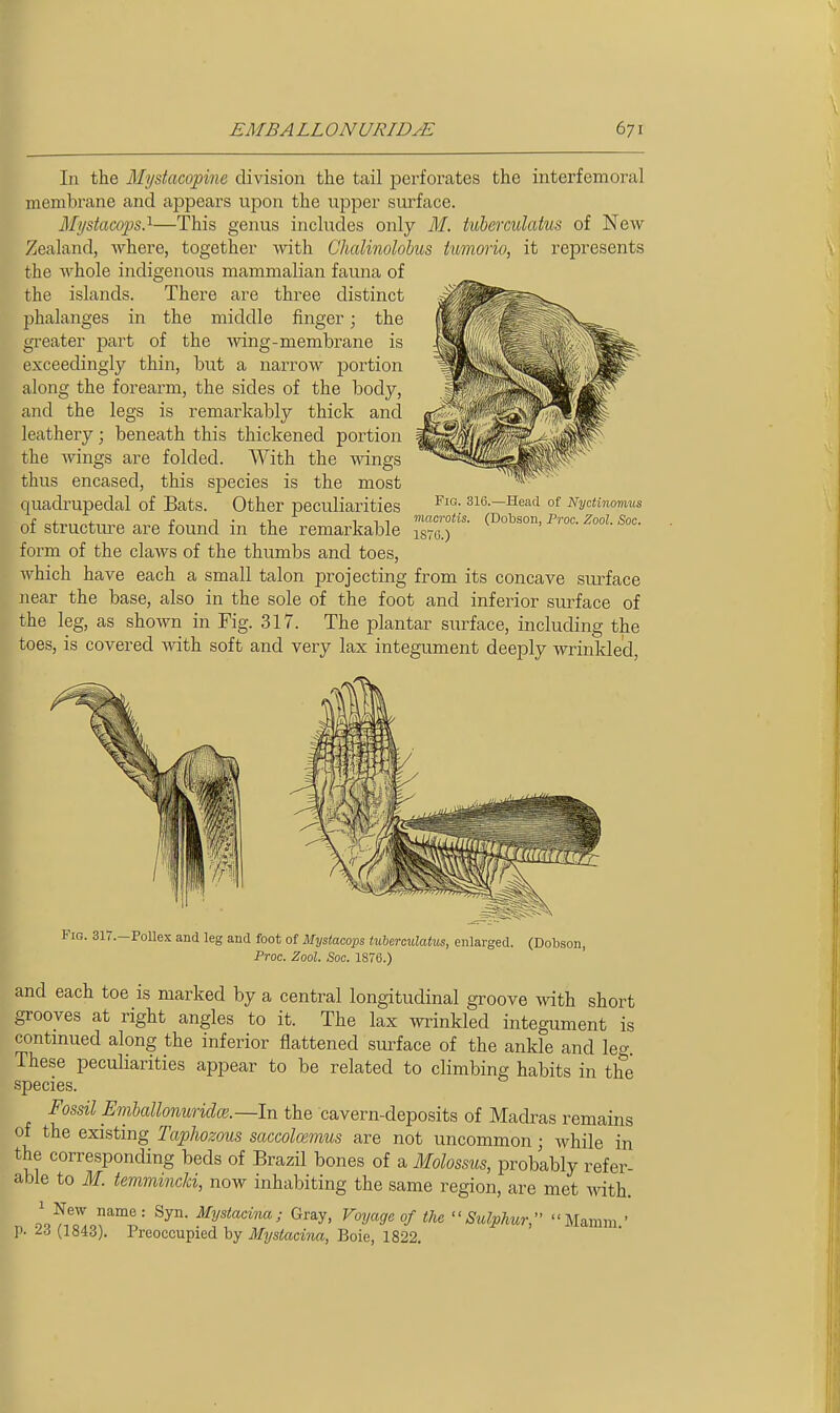 In the Mystacopine division the tail perforates the interfemoral membrane and appears upon the upper surface. Mystacops.'^—This genus includes only M. tuberculatus of New- Zealand, where, together with Chalinolobus tumwio, it represents the Avhole indigenous mammalian fauna of the islands. There are three distinct phalanges in the middle finger; the greater part of the wing-membrane is exceedingly thin, but a narrow portion along the forearm, the sides of the body, and the legs is remarkably thick and leathery; beneath this thickened portion the wings are folded. With the wings thus encased, this species is the most quadrupedal of Bats. Other peculiarities ji, n Ill macrotis. (Dobson, Pwc. Zool. Soc. ot Structure are found m the remarkable isro.) form of the claws of the thumbs and toes, which have each a small talon jirojecting from its concave surface near the base, also in the sole of the foot and inferior surface of the leg, as shown in Fig. 317. The plantar surface, including the toes, is covered with soft and very lax integument deeply wrinkled. Fig. 316.—Head of NycUnomus Fig. 3ir.-PoUex and leg and foot of Mystacops tuherculatus, enlarged. (Dobson, Proc. Zool. Soc. 1S76.) and each toe is marked by a central longitudinal groove with short grooves at right angles to it. The lax wrinkled integument is continued along the inferior flattened sui'face of the ankle and leg These peculiarities appear to be related to climbing habits in the species. Fossil Emhallonuridce.—ln the cavern-deposits of Madras remains of the existing Taphozous saccolmmiis are not uncommon; while in the corresponding beds of Brazil bones of a Molossus, probably refer- able to M. temmincki, now inhabiting the same region, are met with. 1 New name: Syn. Mystacina; Gray, Voyage of the Sulphur, Mamni ' p. 23 (1843). Preoccupied by Mystacina, Boie, 1822.