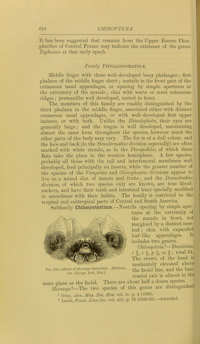 It bus been snggested tbat remains from the Ui^per Eocene Phos- phorites of Central France may indicate the existence of the genus Ta].)hozous at that early epoch. Family Phyllostomatid^. Middle finger with three well-develoiDed bony phalanges; first phalanx of the middle finger short; nostrils in the front part of the cutaneous nasal appendages, or opening ])y simple apertures at the extremity of the muzzle; chin Avith warts or erect cutaneous ridges ; premaxillte well developed, united in front. The members of this family are readily distinguished by the third phalanx in the middle finger, associated either with distinct cutaneous nasal appendages, or with well-developed first upper incisors, or with both. Unlike the RMnoloiyhklce, their eyes are generally large; and the tragus is well developed, maintaining almost the same form throughout the species, however much the other parts of the body may vary. The fur is of a dull colour, and the face and back (in the Stenodermaiine division especially) are often marked with, white streaks, as in the Pteropodidce, of which these Bats take the place in the western hemisphere. A few species, probably all those with the tail and interfemoral membrane well developed, feed principally on insects, while the greater number of the species of the Fampirine and Glossophagine divisions appear to live on a mixed diet of insects and fruits; and the Desmodontim division, of which two species only are Imown, are true blood- suckers, and have their teeth and intestinal tract specially modified in accordance with theii' habits. The family is restricted to the tropical and subtropical parts of Central and South America. Subfamily Chilonyeteriinse.—Nostrils opening by simple aper- tures at the extremity of the muzzle in front, not margined by a distinct nose- leaf ; chin wath expanded leaf-like appendages. It includes two genera. Chilonyctens}—Dentition: ih<^hPh J total 34. The crovra of the head is moderately elevated above (Dobson, j^^^.^^ ^jj^g^ ^j^^j ijasi- cranial axis is almost in the same plane as the facial. There are about half a dozen species. S.2—The two species of this genus are distniguished Fio. 31S.—Head of Mornwps Uainvillei. Cat. CUropt. Brit. Mus.) Mormops. 1 Gray, Ann. Mag. Nat. Hist. vol. ir. p. 4 (1839). ••i Leach, rra^i^. Linn.Soc. vol. xiii. p. 76 (1820-22).-Amended.