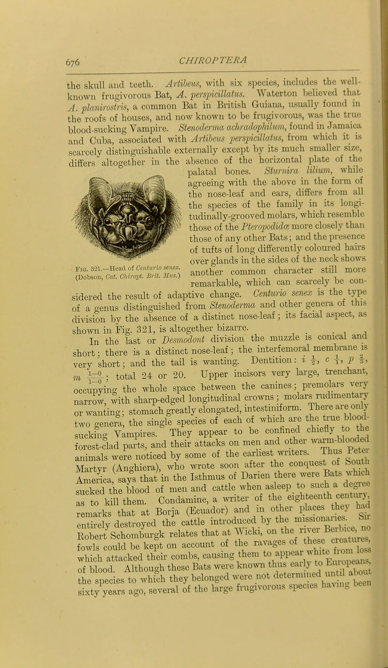 the skull and teeth. Artiheus, with six species, includes the well- known frugivorous Bat, A. pers2ncillatus. Waterton believed that yl. flanirostm, a common Bat in British Guiana, usually found in the roofs of houses, and now known to be frugivorous, was the true blood-sucking Vampire. Stenoderma achradophiht/m, found in Jamaica and Cuba, associated with Artibeus perspidllatus, from which it is scarcely distinguishable externally except by its much smaller size, differs altogether in the absence of the horizontal plate of the palatal bones. Sturnim liliwm, while agreeing with the above in the form of the nose-leaf and ears, differs from all the species of the family in its longi- tudinally-grooved molars, which resemble those of the Pteropodidce more closely than those of any other Bats; and the presence of tufts of long differently coloui-ed hairs over glands in the sides of the neck shows Fig. 32i.-Head of ccutiirio senca;. , common character still more (DoUson, Cat. Chiropt. Brit. Mus.) aUOtnei COmuiun una ^ remarkable, which can scarcely be con- sidered the result of adaptive change. Centurio senex is the type of a genus distinguished from Stenoderma and other genera of this division by the absence of a distinct nose-leaf; its facial aspect, as shown in Fig. 321, is altogether bizarre. ■ . ^ In the last or Desmodont division the muzzle is conical ana short; there is a distinct nose-leaf; the interfemoral membrane is very short; and the tail is wanting. Dentition: i ^, c \, p t> TO 1=9. ■ total 24 or 20. Upper incisors very large, trenchant, occi^^ing the whole space between the canines; premolars very narrow, 5ith sharp-edged longitudinal crowns; molars rudimentary or wanting; stomach greatly elongated intestiniform. There are only two genera the single species of each of which are the true bloody suckSig Vampires. They appear to be confined chiefly o the forest-clad parts, and their attacks on men and other ^^^;blooded animals were noticed by some of the ^^^les wi-iters Thus Petei Martyr (Anghiera), who wote soon after the conquest of bouth S a sa;s tha/ in the Isthmus of Darien there were Bats wh^^ch sTked the blood of men and cattle when asleep to such a degiee a^to Mil them. Condamine, a yiter of the eighteenth -^^^^^^ remarks that at Borja (Ecuador) and in other places the) had entirely destroyed the cattle introduced by the missionaries. Su Rob^ Schomburgk relates that at Wicki, on the -er Be^^^^^^^^^ fowls could be kept on account of the ravages of these cr^Uire^ which attacked their combs, causing them ^^'^^^^''^Zv^^^ of blood Although these Bats were known thus ear y to Eui opeai s^ he species to which they belonged were not determm^^^^^^^^^^^^ sixty years ago, several of the large frugivorous species having been
