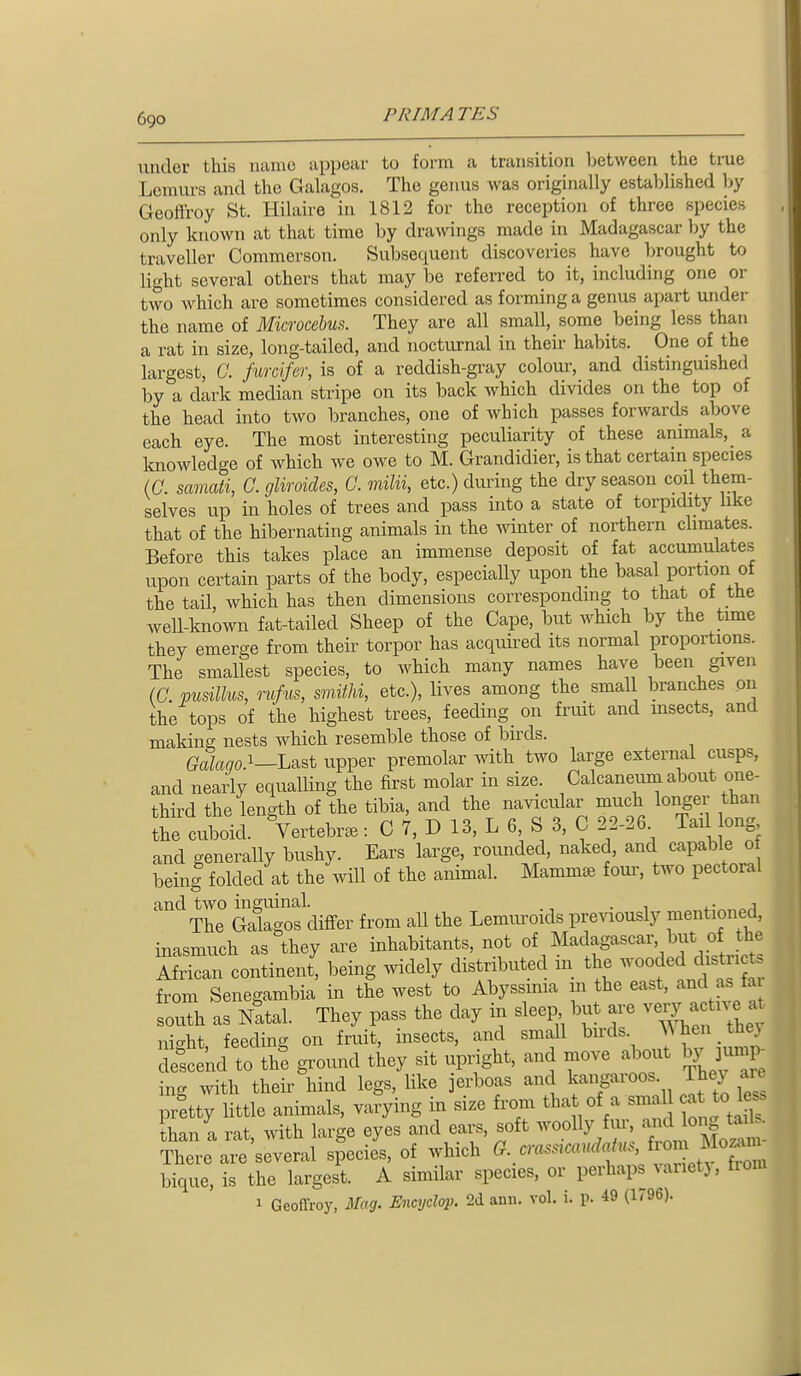 under this mime appear to form a transition between the true Lemurs and the Galagos. The genus was originally established l)y Geoffroy St. Hilaire in 1812 for the reception of three species only known at that time by drawngs made in Madagascar 1)y the traveller Commerson. Subsequent discoveries have brought to light several others that may be referred to it, including one or two which are sometimes considered as forming a genus apart under the name of Microcebus. They are all small, some being less than a rat in size, long-tailed, and nocturnal in their habits. One of the largest, C. furcifer, is of a reddish-gray coloui, and distinguished by a dark median stripe on its back which divides on the top of the head into two branches, one of which passes forward.s above each eye. The most interesting peculiarity of these animals, _ a knowledge of which we owe to M. Grandidier, is that certain species (C. samati, C. gliroides, C. mUii, etc.) during the dry season coil them- selves up in holes of trees and pass into a state of torpidity like that of the hibernating animals in the winter of northern chmates. Before this takes place an immense deposit of fat accumulates upon certain parts of the body, especially upon the basal portion of the tail, which has then dimensions corresponding to that ot tHe well-known fat-tailed Sheep of the Cape, but which by the time they emerge from their torpor has acquired its normal proportions. The smallest species, to which many names have been given (C. pusillus, mfus, smithi, etc.), lives among the smaU branches on the tops of the highest trees, feeding on fruit and msects, and making nests which resemble those of birds. Galaqo.^—L?i&t upper premolar with two large external cusps, and nearly equalling the first molar in size. Calcaneuni about one- third the length of the tibia, and the navicular much longer than the cuboid. Vertebra: C 7, D 13, L 6, S 3, C 22-26 Tail long and generally bushy. Ears large, roiuided, naked, and capable o beini folded at the will of the animal. Mammae foui', two pectoral and two inguinal. . . The Galagos differ from aU the Lemvu-oids previously mentioned, inasmuch as they are inhabitants, not «^ Madagascal^ but of African continent, being mdely distributed m the wooded dist ic from Senegambia in the west to Abyssinia m the east, and as fa south as Natal. They pass the day in sleep but are veiy actn^^^^^ ni-ht feeding on fruit, insects, and small bnds. ^^^len _ they detkd to d ground they sit upnght, and move about bj^ 3um > ing with their hind legs, like jerboas and kangaroos. They ait pretty little animals, varying in size from ^^'^^^^J*;^ kan a rat, with large eyes and ears, soft woolly fiu', ^ bnf ta^^^ There are several species, of which .<^^-^'^''<'''^^^^^^^^^^ bique, is the largest. A similar species, or perhaps varietj , from