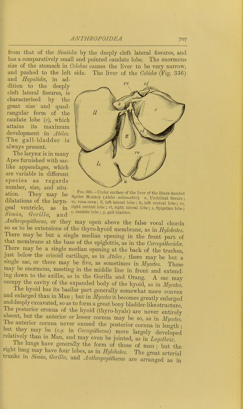 great rangulai' form from that of the Simiidce by the deeply cleft lateral fissures, and has a comparatively small and pointed caudate lobe. The enormous size of the stomach in Golohus causes the liver to be very narrow, and pushed to the left side. The liver of the GeUdoi (Fig. 336) and Hapalidce, in ad- dition to the deeply ^'^ ^' cleft lateral fissures, is characterised by the size and quad- of the caudate lobe (c), which attains its maximum development in A teles. The gall-bladder is always present. The larynx is in many Apes furnished with sac- like appendages, which are variable in different species as regards number, size, and situ- ation. They may be dilatations of the laryn- geal ventricle, as in Simia, Gorilla, and Anthropopithecus, or they may open above the false vocal chords so as to be extensions of the thyro-hyoid membrane, as in Hylobates. There may be but a single median opening in the front part of ttiat membrane at the base of the epiglottis, as in the Gercopithecidce. There may be a single median opening at the back of the trachea, just below the cricoid cartilage, as in Ateles; there may be but a smgle sac, or there may be five, as sometimes in Mi/cetes. These may be enormous, meeting in the middle line in front and extend- ing down to the axillae, as in the Gorilla and Orang. A sac may occupy the cavity of the expanded body of the hyoid, as in Mycetes. The hyoid has its basilar part generally somewhat more convex and enlarged than in Man; but in Mycetes it becomes greatly enlarcred and deeply excavated, so as to form a great bony bladder-like structure ihe posterior cronua of the hyoid (thyro-hyals) are never entirely absent, but the anterior or lesser cornua may be so, as in Mycetes ihe anterior cornua never exceed the posterior cornua in length • but they may be (e.g. in Cercopithecus) more largely developed relatively than m Man, and may even be jointed, as in Lagothrix ihe lungs have generally the form of those of man : but the right lung may have four lobes, as in Hylobates. The great arterial trunks in Simia, Gorilla, and Anthropopithecus are arran<^ed as in Pio. 336.—Under surface of the liver of the Black-handed Spider Monkey (Ateles melanochir). u, Umbilical fissure ; vc, vena cava; U, left lateral lobe ; Ic, left central lobe; re, right central lobe; rl, right lateral lobe; s, Spigelian lobe ; c, caudate lobe ; g, gall-bladder.