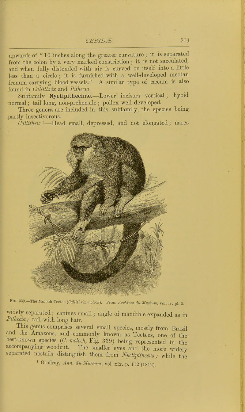 upwards of 10 inches along the greater curvature; it is separated from the colon by a very marked constriction; it is not sacculated, and when fully distended with air is curved on itself into a little less than a circle ; it is furnished with a well-developed median frenum carrying blood-vessels. A similar type of ctecum is also found in CalUthnx and Fithecia. Subfamily Nyetipitheeinse.—Lower incisors vertical; hyoid normal; tail long, non-prehensile; poUex well developed. Three genera are included in this subfamily, the species being partly insectivorous. Gallithix}—Head small, depressed, and not elongated; nares Fig. 339.—The Moloch Teetee {CalUthnx moloch). From Archives du Mushm, vol. iv. pi. 3. widely separated; canines small; angle of mandible expanded as in Pithecia; tail with long hair. This genus comprises several small species, mostly from Brazil and the Amazons, and commonly known as Teetees, one of the best-known species (C. moloch, Fig. 339) being represented in the accompanying woodcut. The smaller eyes and the more widely separated nostrils distinguish them from Nydipithecus; while the