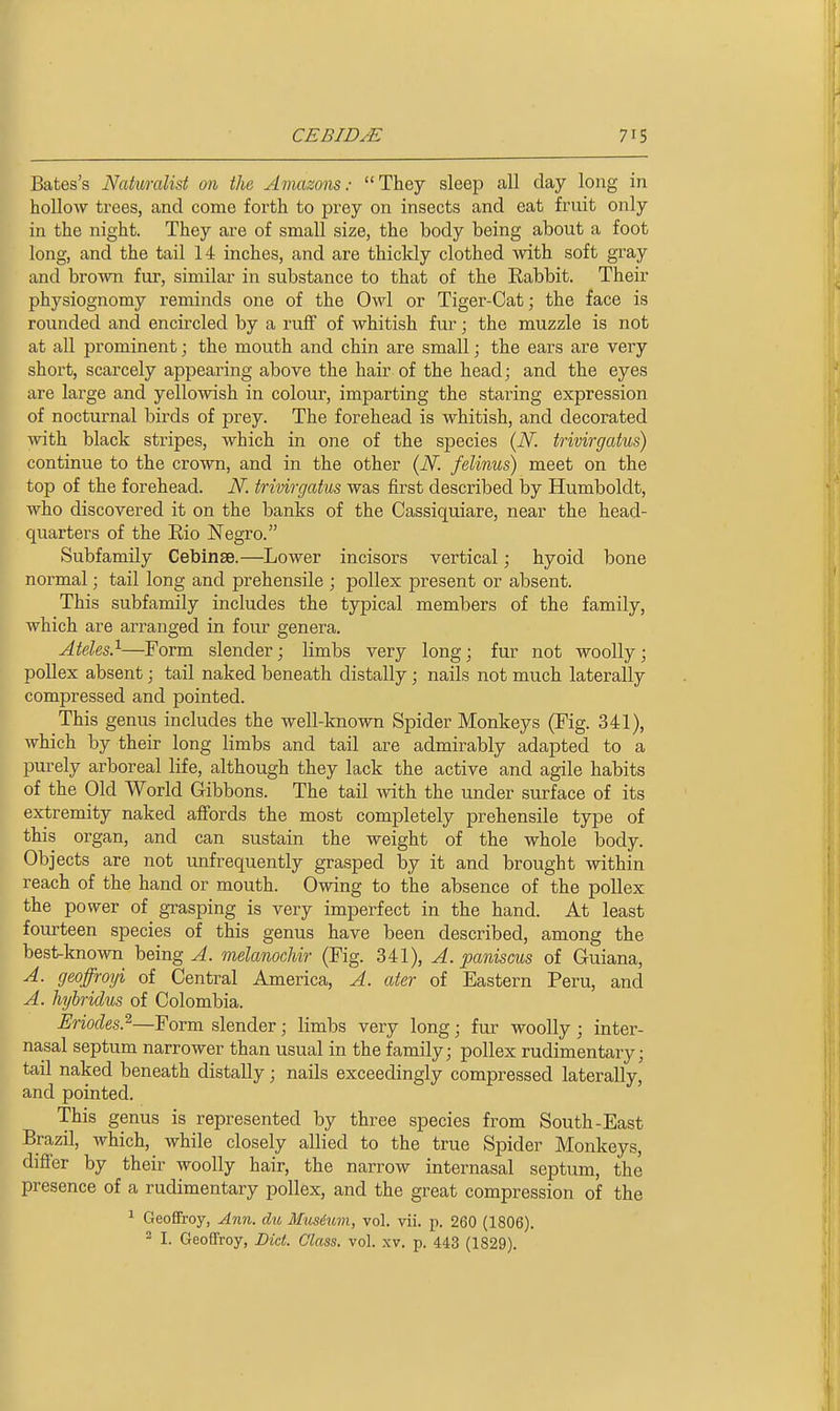 Bates's Nakimlist on the Amazons: They sleep all day long in hollow trees, and come forth to prey on insects and eat fruit only in the night. They are of small size, the body being about a foot long, and the tail 14 inches, and are thickly clothed with soft gray and brown fur, similar in substance to that of the Rabbit. Their physiognomy reminds one of the Owl or Tiger-Cat; the face is rounded and encircled by a ruff of whitish fur; the muzzle is not at all prominent; the mouth and chin are small; the ears are very short, scarcely appearing above the hair of the head; and the eyes are large and yellowish in colour, imparting the staring expression of nocturnal birds of prey. The forehead is whitish, and decorated with black stripes, which in one of the species {N. trivirgatus) continue to the crown, and in the other (N. felinus) meet on the top of the forehead. N. trivirgatus was first described by Humboldt, who discovered it on the banks of the Cassiquiare, near the head- quarters of the Eio Negro. Subfamily Cebinse.—Lower incisors vertical; hyoid bone normal; tail long and prehensile ; pollex present or absent. This subfamily includes the typical members of the family, which are arranged in four genera. A teles.''-—Form slender; limbs very long; fur not woolly; pollex absent; tail naked beneath distally; nails not much laterally compressed and pointed. This genus includes the well-known Spider Monkeys (Fig. 341), which by their long limbs and tail are admirably adapted to a purely arboreal life, although they lack the active and agile habits of the Old World Gibbons. The tail with the under surface of its extremity naked affords the most completely prehensile type of this organ, and can sustain the weight of the whole body. Objects are not unfrequently grasped by it and brought within reach of the hand or mouth. Owing to the absence of the pollex the power of grasping is very imperfect in the hand. At least fourteen species of this genus have been described, among the best-known being ^. melanochir (Fig. 341), A. paniscus of Guiana, A. geoffroyi of Central America, A. ater of Eastern Peru, and A. hybridus of Colombia. Eriodes.^—Form slender; limbs very long; fur woolly ; inter- nasal septum narrower than usual in the family; pollex rudimentary; tail naked beneath distally; nails exceedingly compressed laterally, and pointed. This genus is represented by three species from South-East Brazil, which, while closely allied to the true Spider Monkeys, differ by their woolly hair, the narrow internasal septum, the presence of a rudimentary pollex, and the great compression of the 1 Geoffroy, Ann. du Musium, vol. vii. p. 260 (1806). ^ I. Geoffroy, Did. Glass, vol. xv. p. 443 (1829).