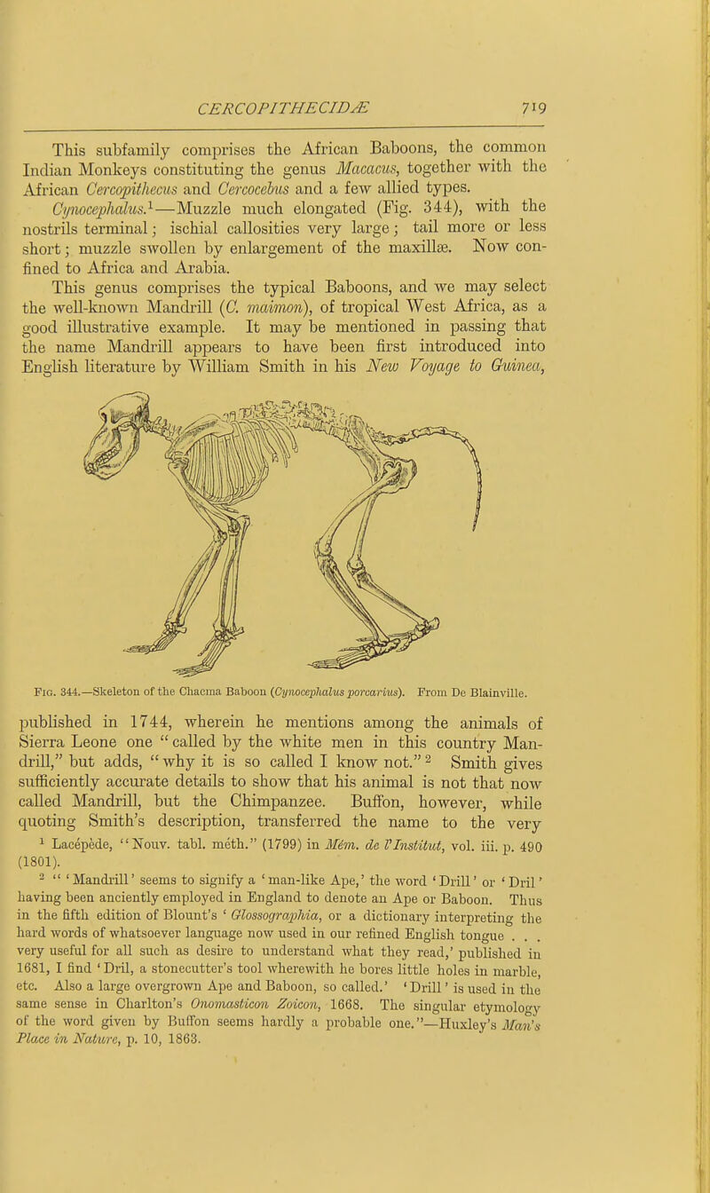 This subfamily comprises the African Baboons, the common Indian Monkeys constituting the genus Macacus, together with the African Cercopithecus and Cercocebus and a few allied types. CynocepliaUs}—Muzzle much elongated (Fig. 344), with the nostrils terminal; ischial callosities very large; tail more or less short; muzzle swollen by enlargement of the maxillae. Now con- fined to Africa and Arabia. This genus comprises the typical Baboons, and we may select the well-known Mandrill (C. maimon), of tropical West Africa, as a good illustrative example. It may be mentioned in passing that the name Mandrill appears to have been first introduced into English literature by William Smith in his New Voyage to Guinea, Pig. 344.—Skeleton of the Chacma Baboon (Cynoceplialus porcarius). From De Blainville. l^ublished in 1744, wherein he mentions among the animals of Sierra Leone one  called by the white men in this country Man- drill, but adds,  why it is so called I know not. ^ Smith gives sufficiently accurate details to show that his animal is not that now called Mandrill, but the Chimpanzee. Buffon, however, while quoting Smith's description, transferred the name to the very ^ Lacepede, Nouv. tabl. meth. (1799) in Jf^m. de PInstitut, vol. iii. p. 490 (1801). 2  'Mandi-ill' seems to signify a ' man-like Ape,' the word 'Drill' or ' Dril' having been anciently employed in England to denote an Ape or Baboon. Thus in the fifth edition of Blount's ' Glossographia, or a dictionary interpreting the hard words of whatsoever language now used in our refined English tongue very useful for all such as desire to understand what they read,' published in 1681, I find ' Dril, a stonecutter's tool wherewith he bores little holes in marble, etc. Also a large overgrown Ape and Baboon, so called.' ' Drill' is used in the same sense in Charlton's Onoviasticon Zoicon, 1668. The singular etymology of the word given by Buffon seems hardly a probable one.—Huxley's Man's Place in Nature, p. 10, 1863.