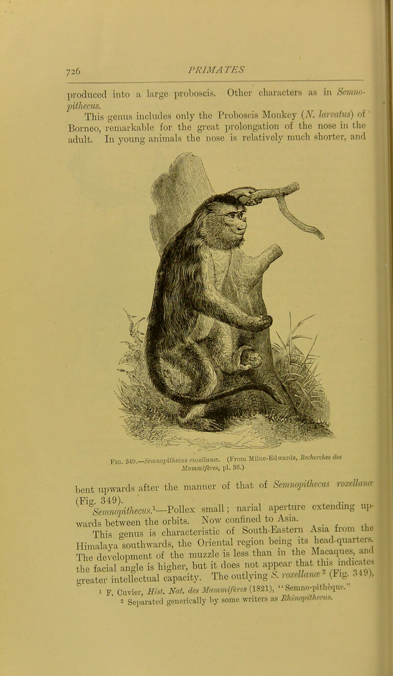 produced into ii large proljoscis. Other characters as in Scrnm- pithecns. This genus inchides only the Proboscis Monkey (N. larvatus) of Borneo, remarlcahlo for the great prolongation of the nose in the adult. lu young animals the nose is relatively much shorter, and Fio. Ud.-Semnopithecus roxMmuc. (From Miliic-Echvaixls, Rechcrclies des ilmnmifires, pi. 36.) bent upwards after the manner of that of Semnopithecus roxellana (Fio- 349). %nnqnthecits}—Vo\lex small; narial aperture extending up- wards between the orbits. Now confined to Asia. This '-enus is characteristic of South-Eastern Asia from the Himalaya^'southwards, the Oriental region being its head-quarters. The development of the muzzle is less than in the Macaques, ami the facial angle is higher, but it does not appear t^iat this indicates greater intelfectual capacity. The outlying S. roxdlancv - (Fig. 349). ^ F Cuviev, HisL NaL des iVammifires {1821),  Scmno-inth^quo. Separated gencrically by some writers as Ehim»lf'^<-'>'^-