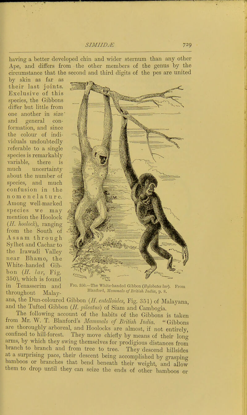 having a better developed chin and wider sternum than any other Ape, and difiers from the other members of the genus by the circumstance that the second and third digits of the pes are united by skin as far as their last joints. Exclusive of this species, the Gibbons differ but little from one another in size' and general con- formation, and since the colour of indi- ^'iduals undoubtedly referable to a single species is remarkably variable, there is much uncertainty about the number of si^ecies, and much confusion in the nomenclature. Among well-marked species we may mention the Hoolock (//. hoolock), ranging from the South of Assam through Sylhet and Cachar to the Irawadi Valley near Bhamo, the White-handed Gib- bon {H. lar, Fig. 350), which is found in Tenasserim and Fio. 350.—Tlie ■ftniite-hancled Gibbon (Hylobates lar). Blanford, Mammals of Bniisli India, p. S. From throughout Malay- ana, the Dun-coloured Gibbon {H. entelloicles, Fig. 351) of Malayana, and the Tufted Gibbon {H. pileahis) of Siam and Cambogia. The follo\^ang account of the habits of the Gibbons is taken from Mr. W. T. Blanford's Mammals of British India.  Gibbons are thoroughly arboreal, and Hoolocks are almost, if not entirely, confined to hill-forest. They move chiefly by means of their long arms, by which they swing themselves for prodigious distances from branch to branch and from tree to tree. They descend hillsides at a surprising pace, their descent being accomplished by graspine bamboos or branches that bend beneath their weight, and allow them to drop until they can seize the ends of other bamboos or