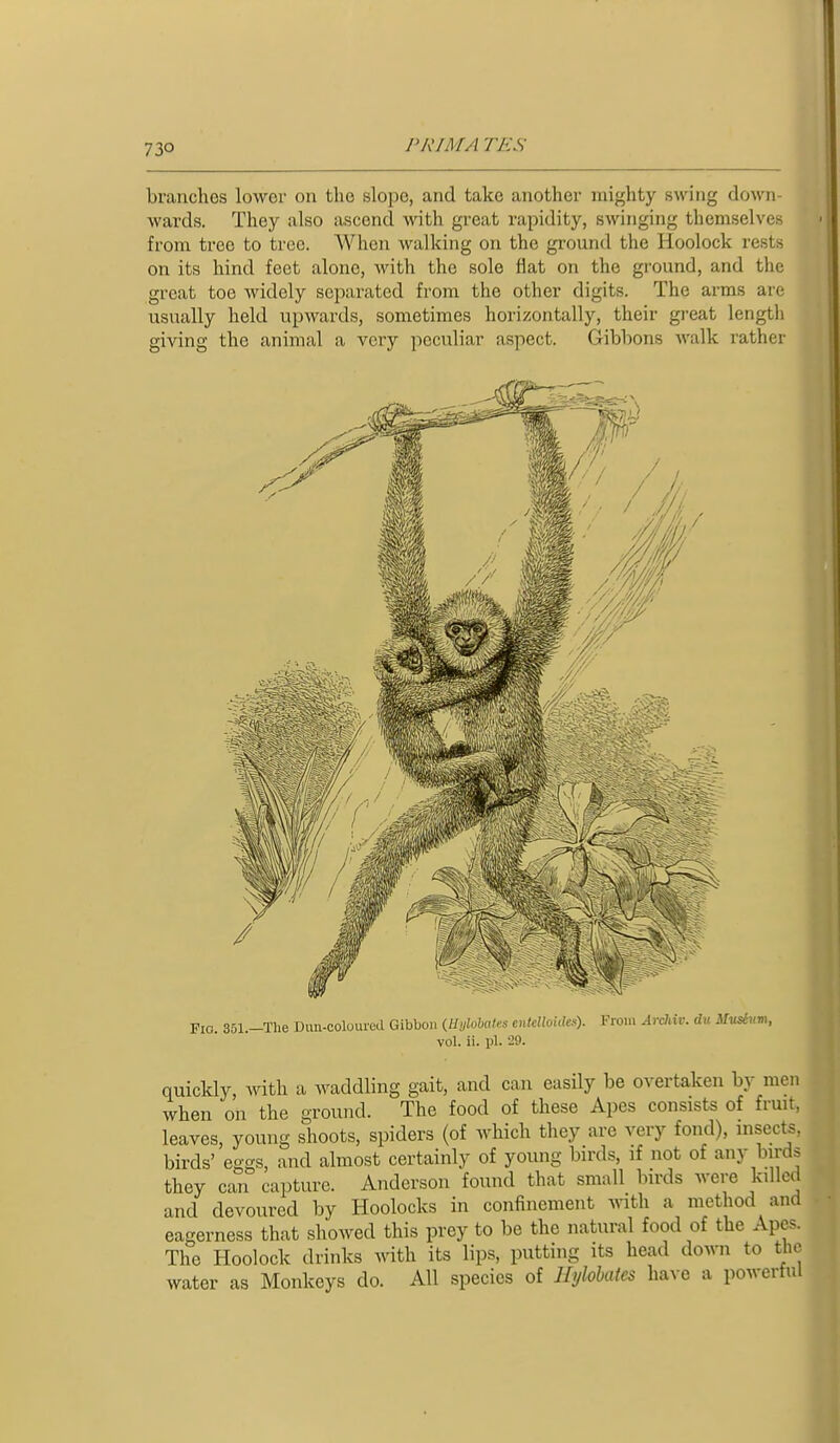 branches lower on the slope, and take another mighty swing down- wards. They also ascend with great rapidity, swinging themselves from tree to tree. When walking on the ground the Hoolock rests on its hind feet alone, with the sole flat on the ground, and the great toe widely separated from the other digits. The arms are usually held upwards, sometimes horizontally, their great length giving the animal a very peculiar aspect. Gibbons walk rather Fio 351 -The Dmi-coluurcd Gibbon (Hylohafes enklloiiles). From Ardiiv. dii Mudum, vol. ii. pi. 29. quickly, with a waddling gait, and can easily be overtaken by men when on the ground. The food of these Apes consists of fruity leaves, young shoots, spiders (of which they are very fond), insecte birds' eggs, and almost certainly of young birds, if not of any birds they can capture. Anderson found that small birds were killed and devoured by Hoolocks in confinement ^nth a method an eagerness that showed this prey to be the natural food of the Apes. The Hoolock drinks with its lips, putting its head down to the water as Monkeys do. All species of llylobates have a powerful