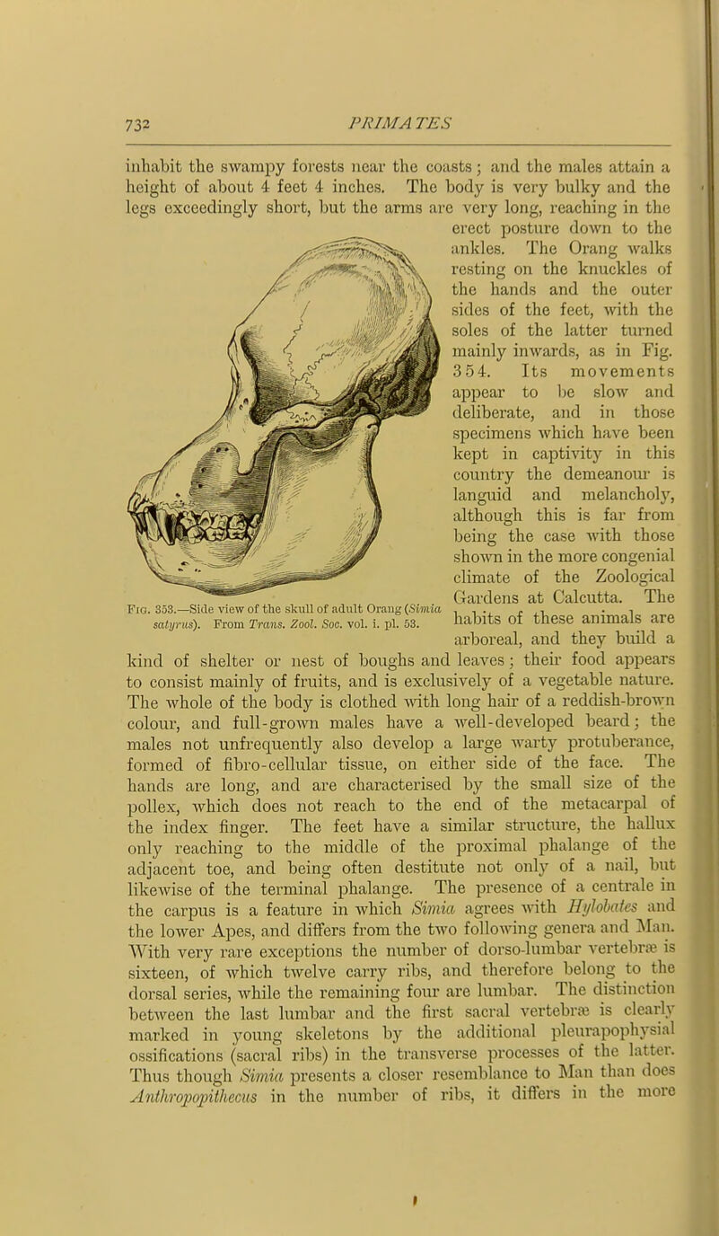 inhabit the swampy forests near the coasts; and the males attain a height of about 4 feet 4 inches. The body is very bulky and the legs exceedingly short, but the arms are very long, reaching in the erect posture down to the ankles. The Orang walks resting on the knuckles of the hands and the outer sides of the feet, wth the soles of the latter turned mainly inwards, as in Fig. 354. Its movements appear to be slow and deliberate, and in those specimens which have been kept in capti\dty in this country the demeanom- is languid and melancholy, although this is far from being the case with those shoRTi in the more congenial climate of the Zoological Gardens at Calcutta. The habits of these animals are arboreal, and they build a kind of shelter or nest of boughs and leaves; their food appears to consist mainly of fruits, and is exclusively of a vegetable nature. The whole of the body is clothed mth long hair of a reddish-brown colour, and full-groAvn males have a well-developed beard; the males not unfrequently also develop a large warty protuberance, formed of fibro-cellular tissue, on either side of the face. The hands are long, and are characterised by the small size of the pollex, which does not reach to the end of the metacarpal of the index finger. The feet have a similar structure, the hallux only reaching to the middle of the proximal phalange of the adjacent toe, and being often destitute not only of a nail, but likewise of the terminal phalange. The presence of a centrale in the carpus is a feature in which Bimia agrees with Hijlobates and the lower Apes, and differs from the two following genera and Mau. With very rare exceptions the number of dorso-lumbar vertebra? is sixteen, of which twelve carry ribs, and therefore belong to the dorsal series, while the remaining four are lumbar. The distinction between the last lumbar and the first sacral vertebrae is clearly marked in young skeletons by the additional pleurapophysial ossifications (sacral ribs) in the transverse processes of the latter. Thus though Siniia presents a closer resemblance to Man than does Anthropopithecus in the iu;mber of ribs, it differs in the more Fia. 353.—Side view of the slcuU of adult Oraug (Simia satyrus). From Trans. Zool. Soc. vol. i. pi. 53.