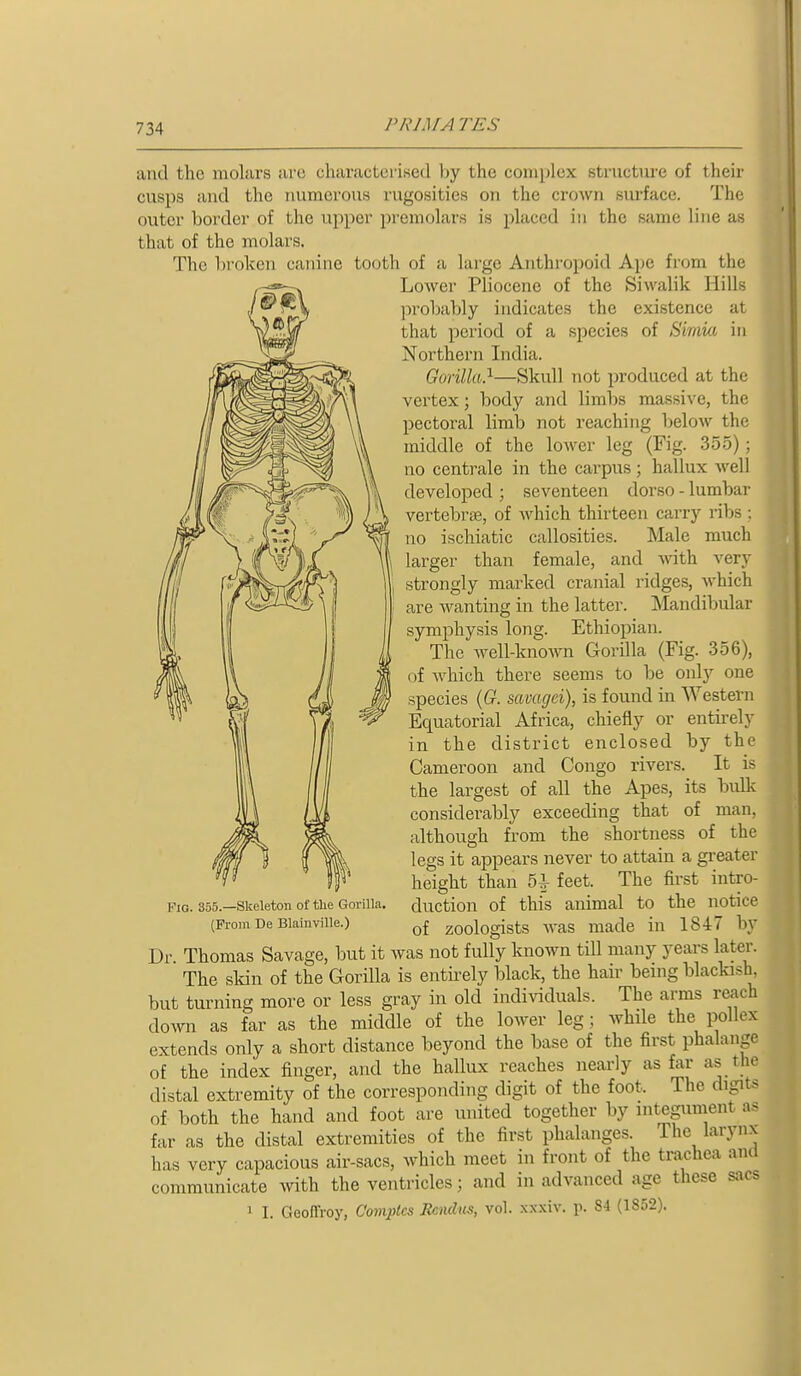 and the molars are characterised hy the complex structure of their cusps and the numerous rugosities on the crown surface. The outer border of the ujjper premolars is placed in the same line as that of the molars. The In-okcn canine tooth of a large Anthropoid Ape from the Lower Pliocene of the Siwalik Hills l)robably indicates the existence at that period of a species of Siraki in Northern India. Gorilla}—Skull not produced at the vertex; body and limbs massive, the pectoral limb not reaching Ijelow the middle of the lower leg (Fig. 355); no centrale in the carpus; hallux well developed ; seventeen dorso - lumbar vertebrae, of which thirteen carry ribs : no ischiatic callosities. Male much larger than female, and with very strongly marked cranial ridges, which are wanting in the latter. Mandibidar symphysis long. Ethiopian. The Avell-known Gorilla (Fig. 356), (jf Avhich there seems to be only one species {G. savagei), is found in Western Equatorial Africa, chiefly or entirely in the district enclosed by the Cameroon and Congo rivers. It is the largest of all the Apes, its bulk considerably exceeding that of man, although from the shortness of the legs it appears never to attain a greater height than 5^ feet. The first intro- duction of this animal to the notice of zoologists was made in 1847 by Dr Thomas Savage, but it was not fully known till many years later. The skin of the Gorilla is entii-ely black, the hair being blackish, but turning more or less gray in old individuals. The arms reach down as far as the middle of the lower leg; while the pollex extends only a short distance beyond the base of the first phalange of the index finger, and the hallux reaches nearly as far as the distal extremity of the corresponding digit of the foot. The digits of both the hand and foot are united together by integument as far as the distal extremities of the first phalanges. The larynx has very capacious air-sacs, which meet in front of the trachea and communicate with the ventricles; and in advanced age these sacs 1 I. Geoffroy, Comptcs Bcnchis, vol. xx.xiv. p. 84 (1852). Fig. 355.—Skeleton of the Gorilla. (From De Blainville.)