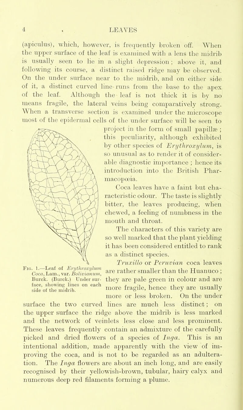 (apiculus), which, however, is frequently broken off. When the ripper surface of the leaf is examined with a lens the midrib is usually seen to lie in a slight depression ; above it, and following its course, a distinct raised ridge may be observed. On the under surface near to the midrib, and on either side of it, a distinct curved line-runs from the base to the apex, of the leaf. Although the - leaf is not thick it is by no means fragile, the lateral veins being comparatively strong. When a transverse section is examined under the microscope most of the epidermal cells of the under surface will be seen to project in the form of small papillae ; this peculiarity, although exhibited by other species of Erythroxylum, is so unusual as to render it of consider- able diagnostic importance ; hence its introduction into the British Phar- macopoeia. Coca leaves have a faint but cha- racteristic odour. The taste is slightly bitter, the leaves producing, when chewed, a feeling of numbness in the mouth and throat. The characters of this variety are so well marked that the plant yielding it has been considered entitled to rank as a distinct species. Tmxillo or Peruvian coca leaves are rather smaller than the Huanuco ; they are pale green in colour and are more fragile, hence they are usually more or less broken. On the under surface the two curved lines are much less distinct; on the upper surface the ridge above the midrib is less marked and the network of veinlets less close and less prominent. These leaves frequently contain an admixture of the carefully picked and dried flowers of a species of Inga. This is an intentional addition, made apparently with the view of im- proving the coca, and is not to be regarded as an adultera- tion. The Inga flowers are about an inch long, and are easily recognised by their yellowish-brown, tubular, hairy calyx and numerous deep red filaments forming a plume. Fig. 1.—Leaf of Erythroxyluvi Coca, Lam., var. Bolivianum, Burok. (Burck.) Under sur- face, showing lines on each side of the midrib.