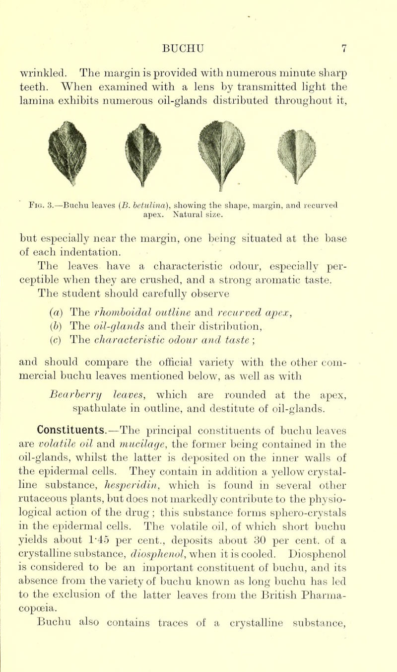 wrinkled. The margin is provided with numerous minute sharp teeth. When examined with a lens by transmitted light the lamina exhibits numerous oil-glands distributed throughout it, Fig. 3.—Buchu leaves (B. hctulina), showing the shape, margin, and recurved apex. Natural size. but especially near the margin, one being situated at the base of each indentation. The leaves have a characteristic odour, especially per- ceptible when they are crushed, and a strong aromatic taste. The student should carefully observe (a) The rhomhoidal outline and recurved apex, (b) The oil-glands and their distribution, (c) The characteristic odour and taste ; and should compare the official variety with the other com- mercial buchu leaves mentioned below, as well as with Bearherry leaves, which are rounded at the apex, spathulate in outline, and destitute of oil-glands. Constituents.—The principal constituents of buchu leaves are oolatile oil and mucilage, the former being contained in the oil-glands, whilst the latter is deposited on the inner walls of the epidermal cells. They contain in addition a yellow crystal- line substance, hesperidin, which is found in several other rutaceous plants, but does not markedly contribute to the physio- logical action of the drug ; this substance forms sphero-crystals in the epidermal cells. The volatile oil, of which short buchu yields about 1-45 per cent., deposits about 30 per cent, of a crystalline substance, diosphenol, when it is cooled. Diosphenol is considered to be an important constituent of buchu, and its absence from the variety of buchu known as long buchu has led to the exclusion of the latter leaves from the JBritish Pharma- copoeia. Buchu also contains traces of a crystalline substance.