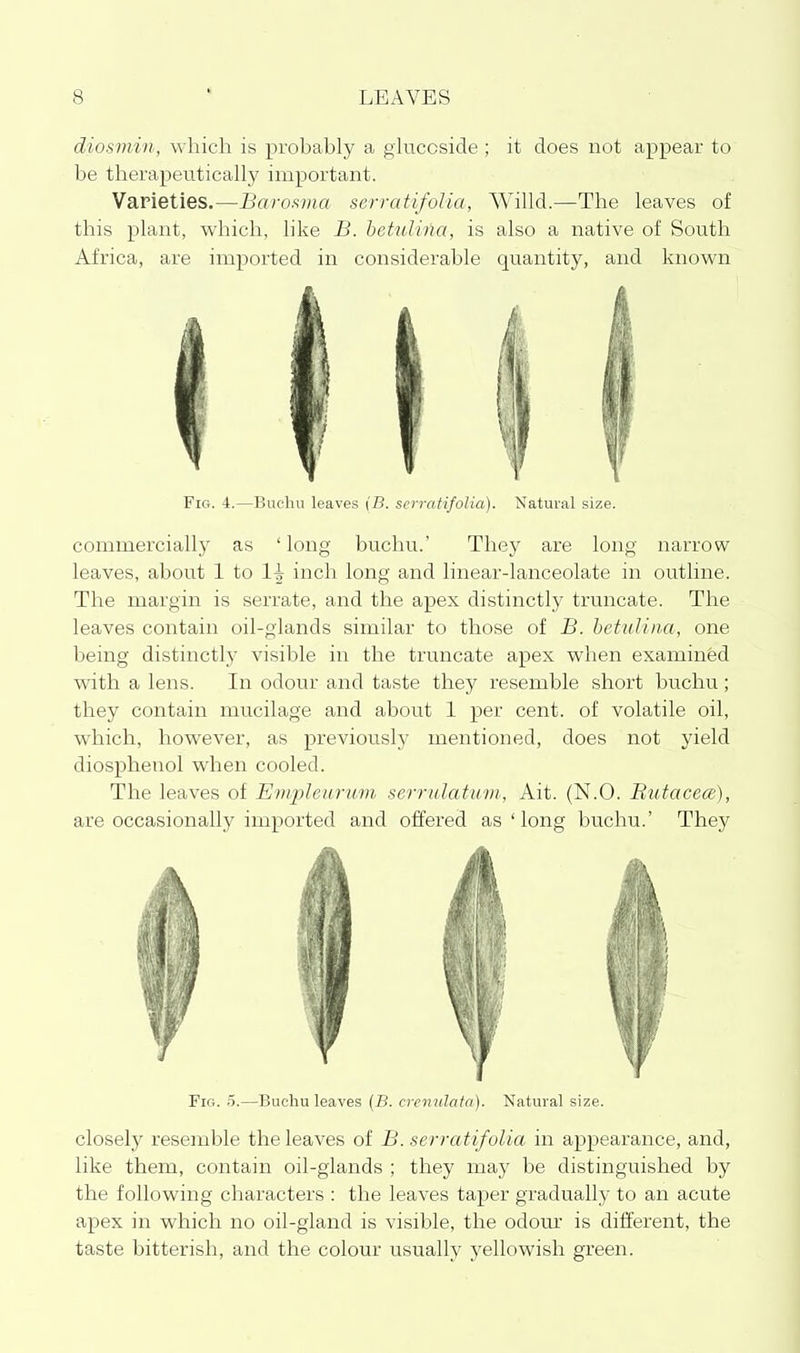 diosmin, \\ hich is probably a gluccside ; it does not appear to be therapeutically important. Varieties.—Baro.wia serrati/olia, Willd.—The leaves of this plant, which, like B. hetulina, is also a native of South Africa, are imported in considerable quantity, and known Fig. 4.—Buchu leave.s (B. scrratifolia). Natural size. commercially as ' long buchu.' They are long narrow leaves, about 1 to 1| inch long and linear-lanceolate in outline. The margin is serrate, and the apex distinctly truncate. The leaves contain oil-glands similar to those of B. hetulina, one being distinctly visible in the truncate apex when examined with a lens. In odour and taste they resemble short buchu; they contain mucilage and about 1 per cent, of volatile oil, which, however, as previously mentioned, does not yield diosphenol when cooled. The leaves of Empleimim serrulatuvi, Ait. (N.O. Butaceoe), are occasionally imported and offered as ' long buchu.' They Fig. 5.—Buchu leaves (B. crenulafa). Natural size. closel)' resemble the leaves of B. serratifolia in appearance, and, like them, contain oil-glands ; they may be distinguished by the following characters : the leaves taper gradually to an acute apex in which no oil-gland is visible, the odour is different, the taste bitterish, and the colour usually yellowish green.