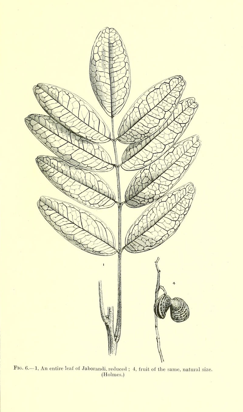 Fig. (;.—1, An entire leaf of Jaborandi, reduced ; 4, fruit of the same, natural size. (Holmes.)