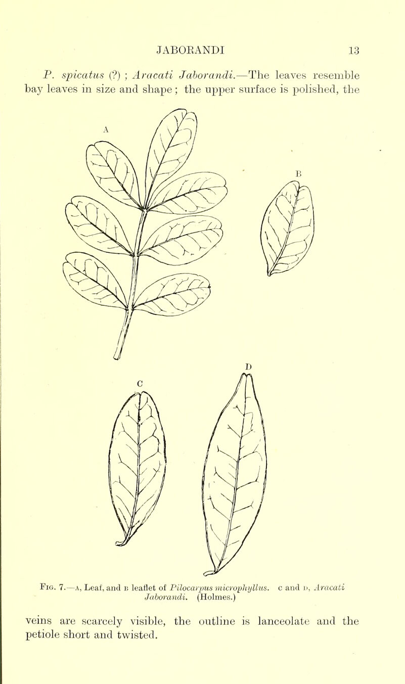 veins are scarcely visible, the outline is lanceolate and the petiole short and twisted.