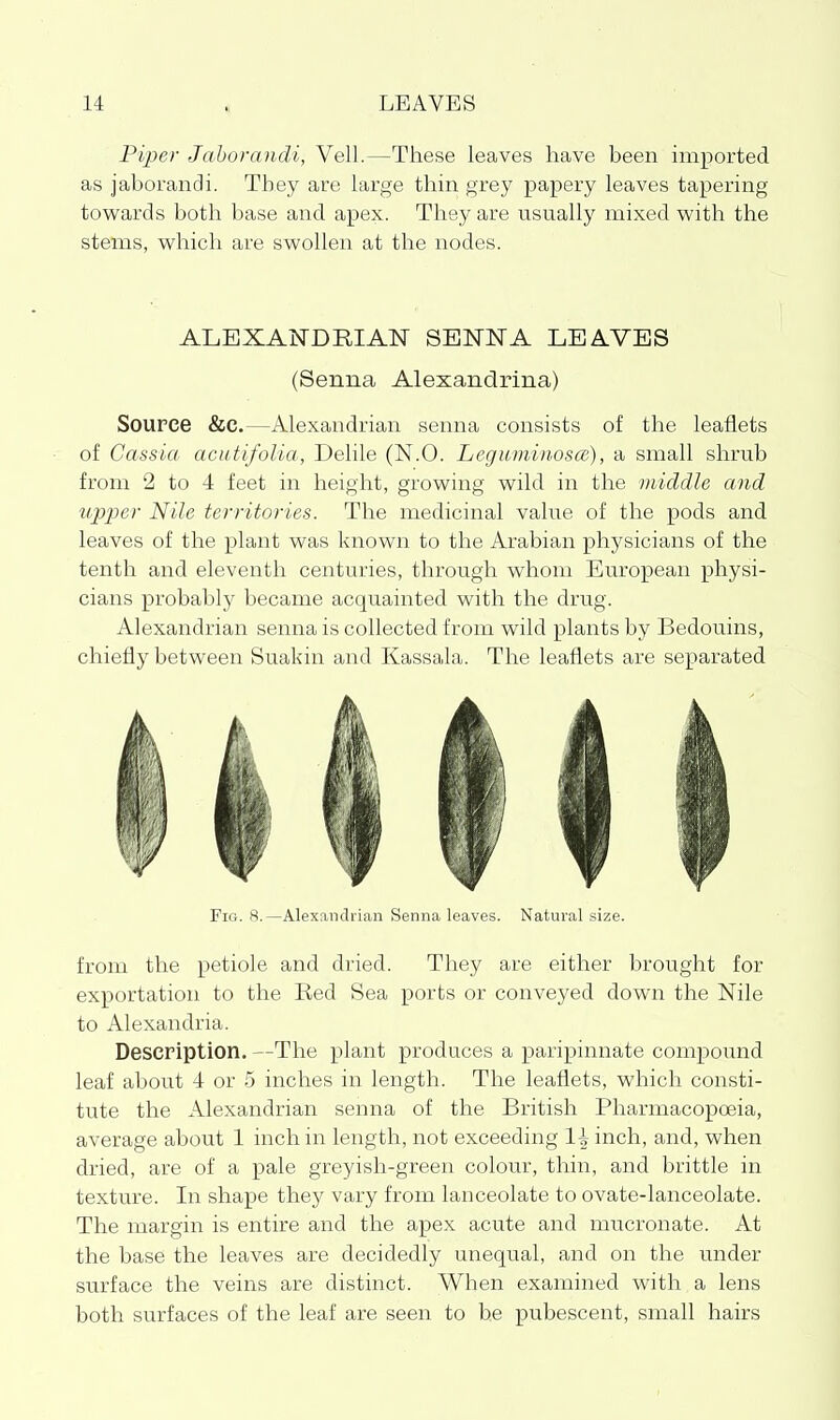 Piper Jahorandi, Veil.—These leaves have been imported as jaborandi. They are large thin grey papery leaves tapering towards both base and apex. They are usually mixed with the stems, which are swollen at the nodes. ALEXANDRIAN SENNA LEAVES (Senna Alexandrina) Source &c.—Alexandrian senna consists of the leaflets of Cassia acutifolia, Delile (N.O. LegummoscB), a small shrub from 2 to 4 feet in height, growing wild in the middle and tipper Nile territories. The medicinal value of the pods and leaves of the plant was known to the Arabian physicians of the tenth and eleventh centuries, through whom European physi- cians probably became acquainted with the drug. Alexandrian senna is collected from wild plants by Bedouins, chiefly between Suakin and Kassala. The leaflets are separated Fig. 8.—Alexandrian Senna leaves. Natural size. from the petiole and dried. They are either brought for exportation to the Red Sea ports or conveyed down the Nile to Alexandria. Description. —The plant produces a paripinnate compound leaf about 4 or 5 inches in length. The leaflets, which consti- tute the Alexandrian senna of the British Pharmacopoeia, average about 1 inch in length, not exceeding l^inch, and, when dried, are of a pale greyish-green colour, thin, and brittle in texture. In shape they vary from lanceolate to ovate-lanceolate. The margin is entire and the apex acute and mucronate. At the base the leaves are decidedly unequal, and on the under surface the veins are distinct. When examined with a lens both surfaces of the leaf are seen to be pubescent, small hairs
