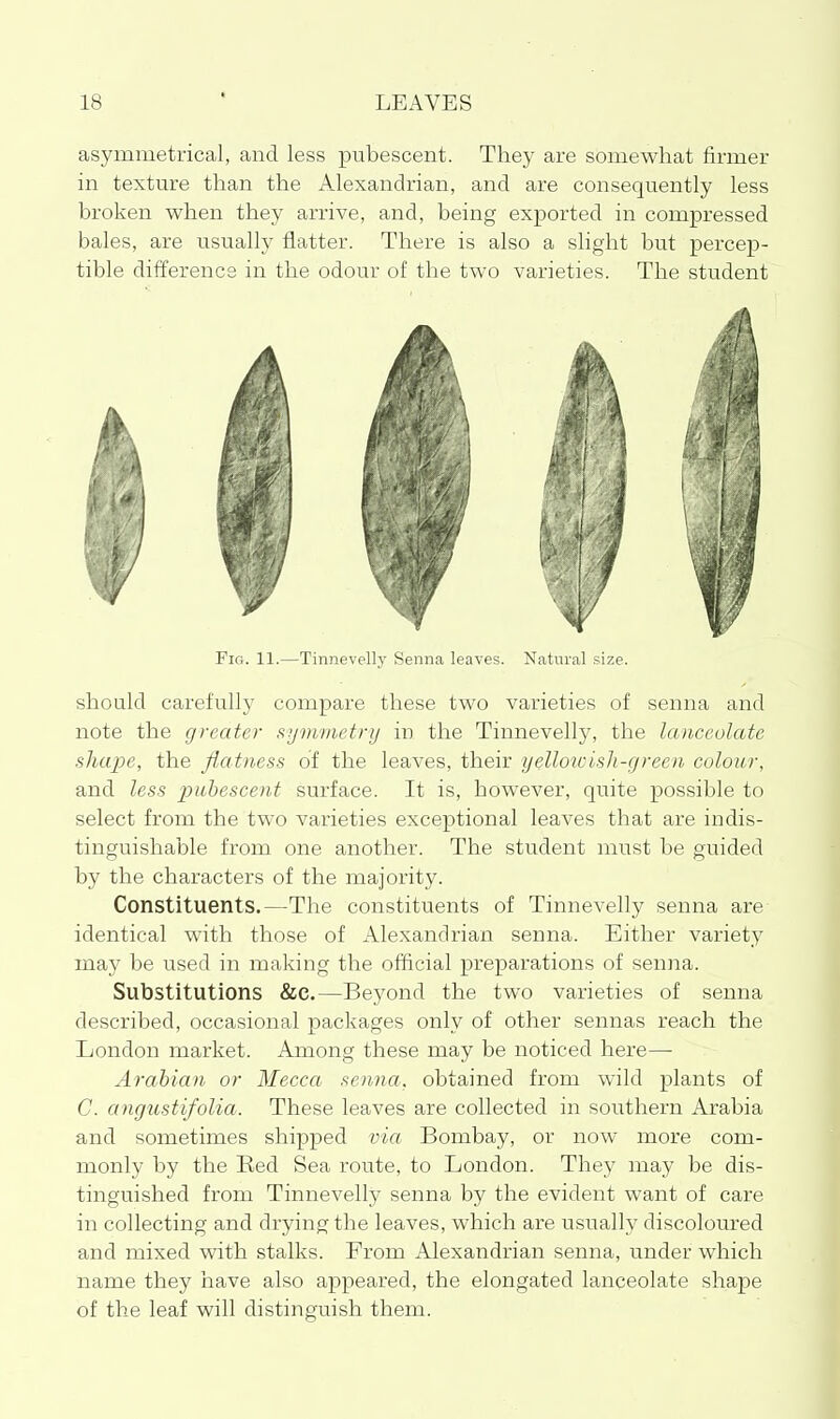 asymmetrical, and less pubescent. They are somewhat firmer in texture than the Alexandrian, and are consequently less broken when they arrive, and, being exported in compressed bales, are usually flatter. There is also a slight but percep- tible difference in the odour of the two varieties. The student Fig. 11.—Tinnevellj' Senna leaves. Natural size. should carefully compare these two varieties of senna and note the greater symmetry in the Tinnevelly, the lanceolate shape, the flatness of the leaves, their yelloicish-green colour, and less pubescent surface. It is, however, quite possible to select from the two varieties exceptional leaves that are indis- tinguishable from one another. The student must be guided by the characters of the majority. Constituents.—The constituents of Tinnevelly senna are identical with those of Alexandrian senna. Either variety may be used in making the official preparations of senna. Substitutions &c.—Beyond the two varieties of senna described, occasional packages only of other sennas reach the London market. Among these may be noticed here— Arabian or Mecca senna, obtained from wild plants of C. angustifolia. These leaves are collected in southern Arabia and sometimes shipped via Bombay, or now more com- monly by the Bed Sea route, to London. They may be dis- tinguished from Tinnevelly senna by the evident want of care in collecting and drying the leaves, which are usually discoloured and mixed vdth stalks. From Alexandrian senna, under which name they have also appeared, the elongated lanceolate shape of the leaf will distinguish them.