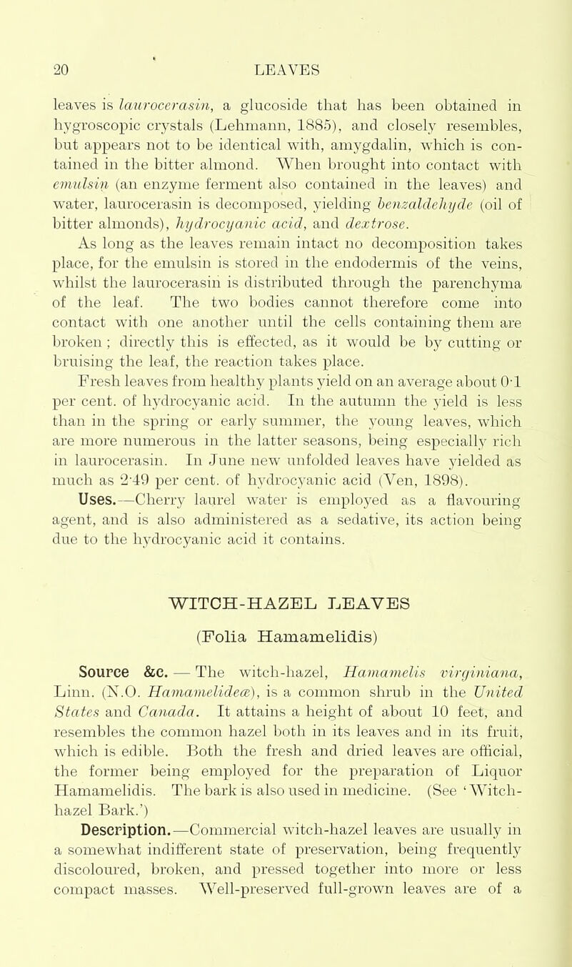 leaves is laurocerasin, a glucoside that has been obtained in hygroscopic crystals (Lehmann, 1885), and closely resembles, but appears not to be identical with, aniygdalin, which is con- tained in the bitter almond. When brought into contact with emulsin (an enzyme ferment also contained in the leaves) and water, laurocerasin is decomposed, yielding henzaldehyde (oil of bitter almonds), hydrocyanic acid, and dextrose. As long as the leaves remain intact no decomposition takes place, for the emulsin is stored in the endodermis of the veins, whilst the laurocerasin is distribiited through the parenchyma of the leaf. The two bodies cannot therefore come into contact with one another until the cells containing them are broken; directly this is effected, as it would be by cutting or bruising the leaf, the reaction takes place. Fresh leaves from healthy plants yield on an average about 0-1 per cent, of hydrocyanic acid. In the autumn the yield is less than in the spring or early summer, the young leaves, which are more numerous in the latter seasons, being especially rich in laurocerasin. In June new unfolded leaves have yielded as much as 2'49 per cent, of hydroc5^anic acid (Ven, 1898). Uses.—Cherry laurel water is employed as a flavouring agent, and is also administered as a sedative, its action being due to the hydrocyanic acid it contains. WITCH-HAZEL LEAVES (Folia Hamamelidis) Source &C. — The witch-hazel, Hamamelis virginiana, Linn. (N.O. Hamamelidece), is a common shrub in the United States and Canada. It attains a height of about 10 feet, and resembles the common hazel both in its leaves and in its fruit, which is edible. Both the fresh and dried leaves are official, the former being employed for the preparation of Liquor Hamamelidis. The bark is also used in medicine. (See ' Witch- hazel Bark.') Description.—Commercial witch-hazel leaves are usually in a somewhat indifferent state of preservation, being frequently discoloured, broken, and pressed together into more or less compact masses. Well-preserved full-grown leaves are of a