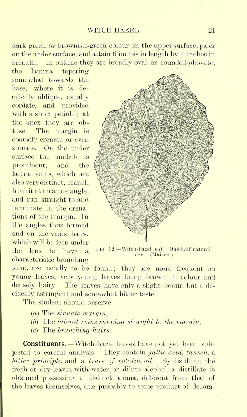 dark green or brownish-green colour on the upper surface, paler on the under surface, and attain 6 inches in length by 4 inches in breadth. In outline they are broadly oval or rounded-obovate, the lamina tapering somewhat towards the base, where it is de- cidedly oblique, usually cordate, and provided with a short petiole ; at the apex they are ob- tuse. The margin is coarsely crenate or even sinuate. On the under surface the midrib is prominent, and the lateral veins, which are also very distinct, branch from it at an acute angle, and run straight to and terminate in the crena- tions of the margin. In the angles thus formed and on tlie veins, hairs, which will be seen under the lens to have a characteristic branching- form, are usually to be found; they are more frequent on young leaves, very young leaves being brown in colour and densely liairy. The leaves have only a slight odour, but a de- cidedly astringent and somewhat bitter taste. The student should observe (rt.) The sinuate margin, (h) The lateral veins running straight to the margin, (c) The brandling hairs. Constituents.—Witch-hazel leaves have not yet been sub- jected to careful analysis. They contain gallic acid, tannin, a l)itter j^rinciple, and a trace of volatile oil. By distilling the fresh or dry leaves with water or dilute alcohol, a distillate is obtained possessing a distinct aroma, different from that of the leaves themselves, due probably to some product of decom- FlG 12.—Witch-hazel leaf. One-half natural size. (Maisch.)