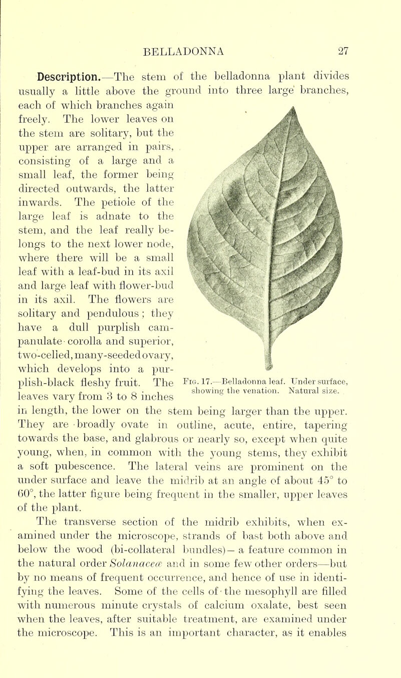 Description.—The stem of the belladonna plant divides usually a little above the ground into three large' branches, each of v\^hich branches again freely. The lower leaves on the stem are solitary, but the upper are arranged in pairs, consisting of a large and a small leaf, the former being directed outwards, the latter inwards. The petiole of the large leaf is adnate to the stem, and tbe leaf really be- longs to the next lower node, where there will be a small leaf with a leaf-bud in its axil and large leaf with flower-bud in its axil. The flowers are solitary and pendulous; they have a dull purplish cam- panulate-corolla and superior, two-celled, many-seeded ovary, which develops into a pur- plish-black fleshy fruit. The leaves vary from 3 to 8 inches in length, the lower on the stem being larger than the upper. They are 'broadly ovate in outline, acute, entire, tapering towards the base, and glabrous or nearly so, except when quite young, when, in common with the young stems, they exhibit a soft pubescence. The lateral veins are prominent on the under surface and leave the midrib at an angle of about 45° to G0°, the latter figure being frequent in the smaller, upper leaves of the plant. The transverse section of the midrib exhibits, when ex- amined under the microscope, strands of bast both above and below the wood (bi-collateral bundles) — a feature common in the natural order Solanacece and in some few other orders—but by no means of frequent occurrence, and hence of use in identi- fying the leaves. Some of the cells of-the mesophyll are filled with numerous miimte crystals of calcium oxalate, best seen when the leaves, after suitable treatment, are examined under the microscope. This is an important character, as it enables Fig. 17.—Belladonna leaf. Under surface, showing the venation. Natural size.