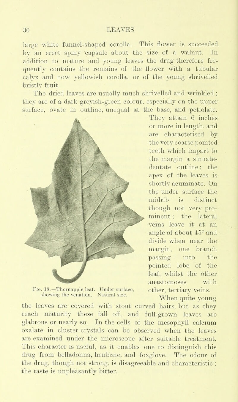 large white funnel-shaped corolla. This flower is succeeded by an erect spiny capsule about the size of a walnut. In addition to mature and young leaves the drug therefore fre- quently contains the remains of the flower with a tubular calyx and now yellowish corolla, or of the young shrivelled bristly fruit. The dried leaves are usually much shrivelled and wrinkled ; they are of a dark greyish-green colour, especially on the upper surface, ovate in outline, unequal at the base, and petiolate. They attain 6 inches or more in length, and are characterised by the very coarse pointed teeth which impart to tbe margin a sinuate- dentate outline; the apex of the leaves is shortly acuminate. On the under surface the midrib is distinct though not very pro- minent ; the lateral veins leave it at an angle of about 45° .and divide when near the margin, one branch passing into the pointed lobe of the leaf, whilst the other anastomoses with other, tertiary veins. When quite young the leaves are covered with stout curved hairs, but as they reach maturity these fall off, and full-grown leaves are glabrous or nearly so. In the cells of the mesophyll calcium oxalate in cluster-crystals can be observed when the leaves are examined under the microscope after suitable treatment. This character is useful, as it enables one to distinguish this drug from belladonna, henbane, and foxglove. The odour of the drug, though not strong, is disagreeable and characteristic ; the taste is unpleasantly bitter. a Fig. 18.—Thornapple leaf. Under surface, showing the venation. Natural size.