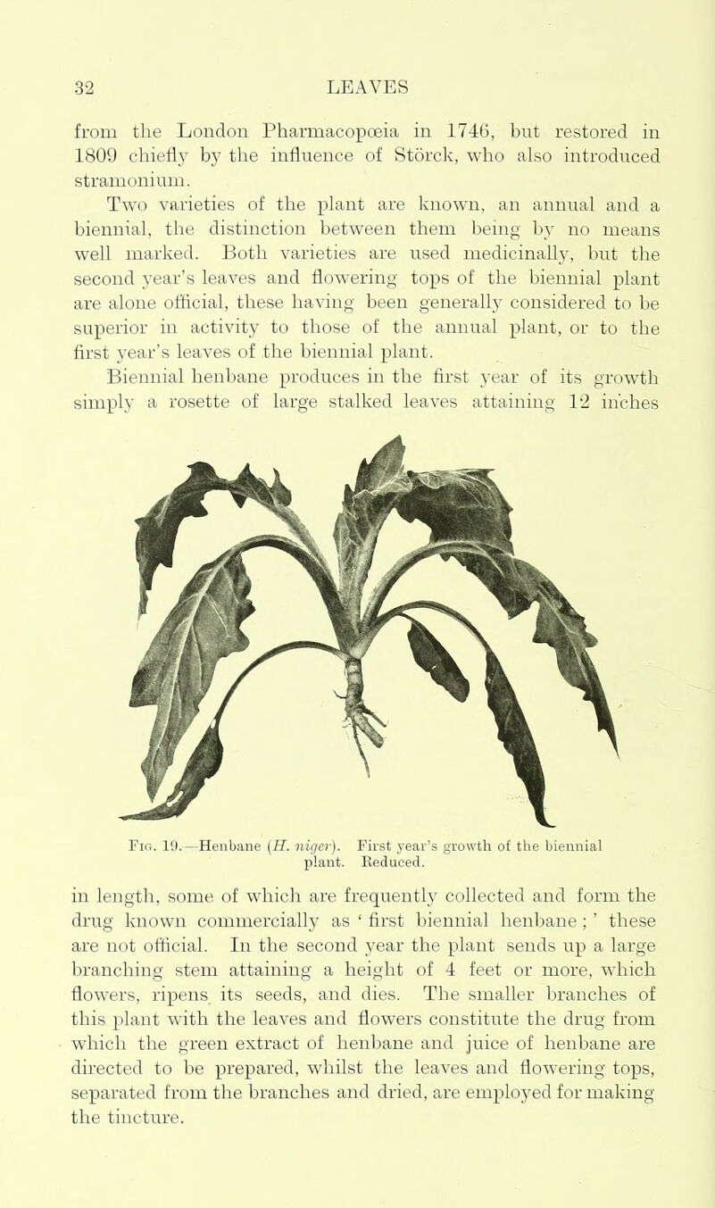 from the London Pharmacopoeia in 1746, but restored in 1809 chiefly by the influence of Storck, who also introduced stramonium. Two varieties of the plant are known, an annual and a biennial, the distinction between them being by no means well marked. Both varieties are used medicinally, but the second j^ear's leaves and flowering tops of the biennial plant are alone ofiicial, these having been generally considered to be superior in activity to those of the annual plant, or to the first year's leaves of the biennial plant. Biennial henbane produces in the first year of its growth simply a rosette of large stalked leaves attaining 12 inches Fig. 19.—Henbane {H. niger). First year's growth of the biennial plant. Keduced. in length, some of which are frequently collected and form the drug known commercially as ' first biennial henbane; ' these are not official. In the second year the plant sends iip a large branching stem attaining a height of 4 feet or more, which flowers, ripens its seeds, and dies. The smaller branches of this plant with the leaves and flowers constitute the drug from which the green extract of henbane and juice of henbane are directed to be prepared, whilst the leaves and flowering tops, separated from the branches and dried, are employed for making the tincture.