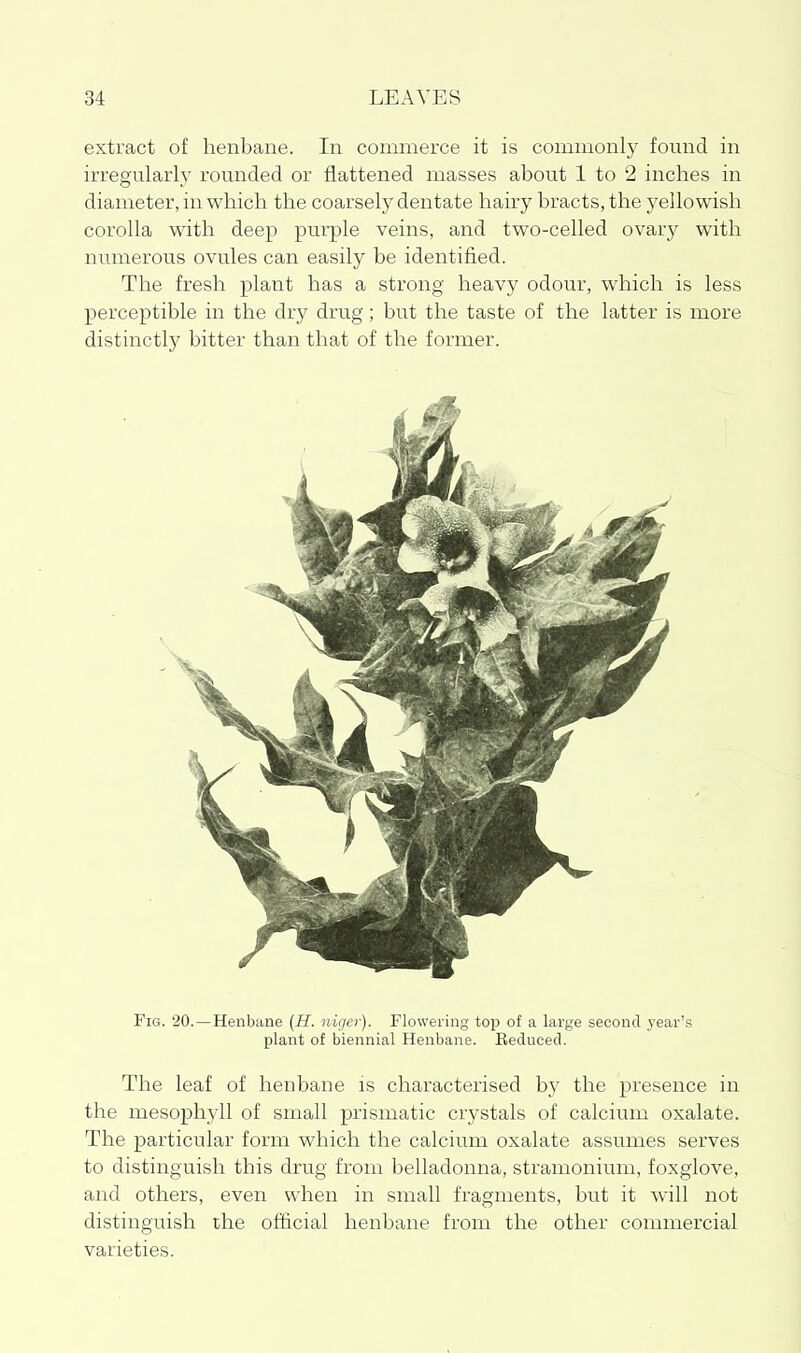 extract of henbane. In coixinierce it is commonly found in irregularly rounded or flattened masses about 1 to 2 inches in diameter, in which the coarsely dentate hairy bracts, the yellowish corolla with deep purple veins, and two-celled ovary with numerous ovules can easily be identified. The fresh plant has a strong heavy odour, which is less perceptible in the dry drug; but the taste of the latter is more distinctly bitter than that of the former. Fig. 20.—Henbane (H. iiicjcr). Flowering top of a large second year's plant of biennial Henbane. Keduced. The leaf of henbane is characterised by the presence in the mesophyll of small prismatic crystals of calcium oxalate. The particular form which the calcium oxalate assumes serves to distinguish this drug from belladonna, stramonium, foxglove, and others, even when in small fragments, but it will not distinguish the official henbane from the other commercial varieties.