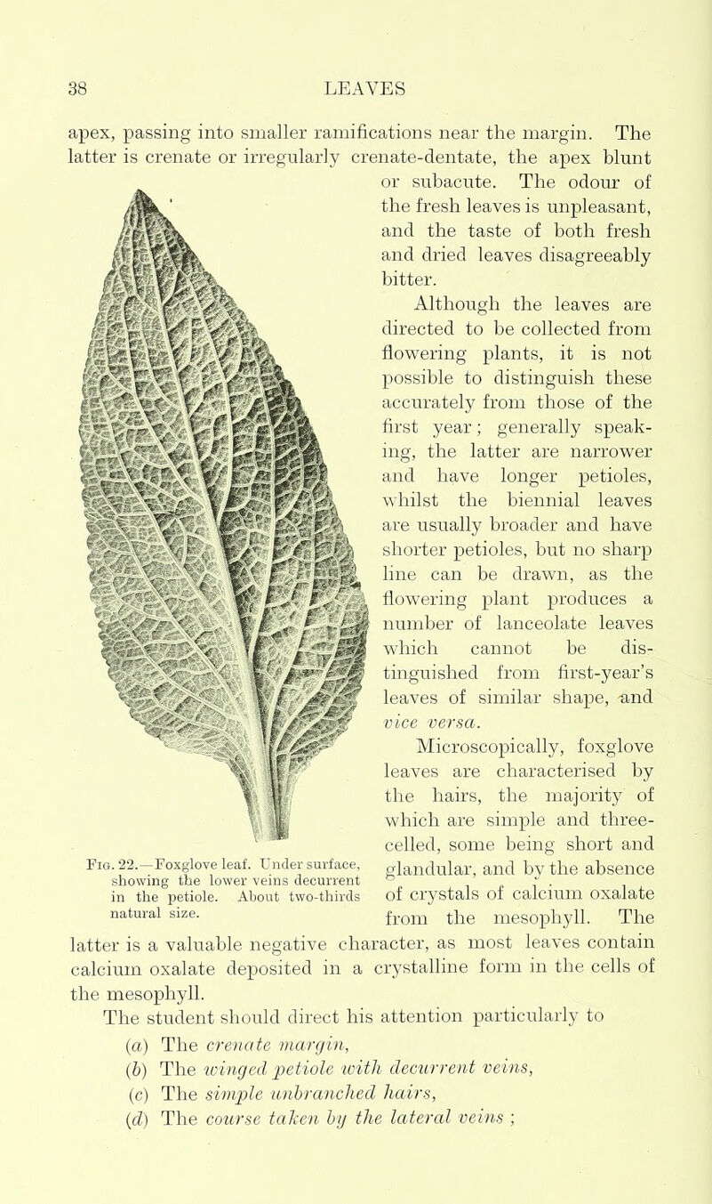 apex, passing into smaller ramifications near the margin. The latter is crenate or irregularly crenate-dentate, the apex blunt or subacute. The odour of the fresh leaves is unpleasant, and the taste of both fresh and dried leaves disagreeably bitter. Although the leaves are directed to be collected from flowering plants, it is not possible to distinguish these accurately from those of the first year; generally speak- ing, the latter are narrower and have longer petioles, whilst the biennial leaves are usually broader and have shorter petioles, but no sharp line can be drawn, as the flowering plant produces a number of lanceolate leaves which cannot be dis- tinguished from first-year's leaves of similar shape, -and vice versa. Microscopically, foxglove leaves are characterised by the hairs, the majorit}^ of which are simple and three- celled, some being short and glandular, and by the absence of crystals of calcium oxalate from the mesophyll. The latter is a valuable negative character, as most leaves contain calcium oxalate deposited in a crystalline form in the cells of the mesophyll. The student should direct his attention particularly to (a) The crenate margin, (6) The ivinged petiole with decurrent veins, (c) The simple unbranched hairs, {d) The course taken by the lateral veins ; Fig. 22.—Foxglove leaf. Under surface, showing the lower veins decurrent in the petiole. Ahout two-thirds natural size.