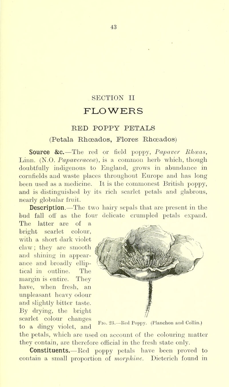 SECTION II FLOWERS RED POPPY PETALS (Petala Phceaclos, Plores Rhoeados) Source &e,—The red or field poppy, Pwpaver Bhceas, Linn. (N.O. Papaveracece), is a commou herb which, though doubtfuUy indigenous to England, grows in abundance in cornfields and waste places throughout Europe and has long been used as a medicine. It is the commonest British poppy, and is distinguished by its rich scarlet petals and glabrous, nearly globular fruit. Description.—The two hairy sepals that are present in the bud fall off as the four delicate crumpled petals expand. The latter are of a bright scarlet colour, with a short dark violet claw; they are smooth r^' and shiniug in appear- ance and broadly ellip- tical in outline. The margin is entire. They have, when fresh, an unpleasant heavy odour and slightly bitter taste. By drying, the bright scarlet colour changes to a dingy violet, and the petals, which are used on account of the colouring matter they contain, are therefore official in the fresh state only. Constituents.—Eed poppy petals have been proved to contain a small proportion of morphine. Dieterich found in Fig. 23.—Red Poppy. (Planchon and Collin.)