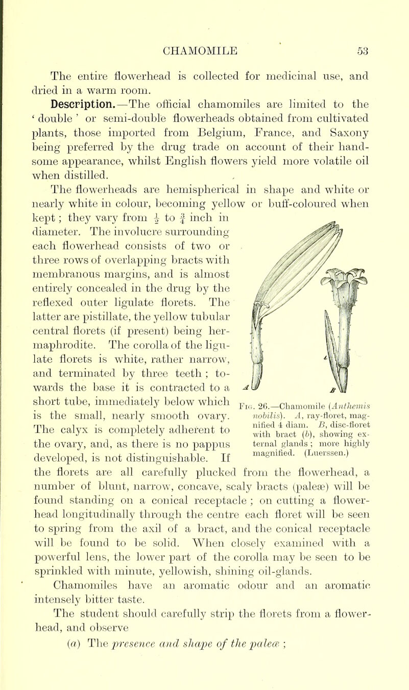 The entire flowerhead is collected for medicinal use, and dried in a warm room. Description.—The official chamomiles are limited to the ' double ' or semi-double flowerheads obtained from cultivated plants, those imported from Belgium, France, and Saxony being preferred by the drug trade on account of their hand- some appearance, whilst English flowers yield more volatile oil when distilled. The flowerheads are hemispherical in shape and white or nearly white in colour, becoming yellow or bulif-coloured when kept; they \-Aiy from to | inch in diameter. The involucre surrounding each flowerhead consists of two or three rows of overlapping bracts with membranous margins, and is almost entirely concealed in the drug by the reflexed outer ligulate florets. The latter are pistillate, the yellow tubular central florets (if present) being her- maphrodite. The corolla of the ligu- late florets is white, rather narrow, and terminated by three teeth ; to- wards the l)ase it is contracted to a short tube, immediately below which is the small, nearly smooth ovary. The calyx is completely adherent to the ovary, and, as there is no pappus developed, is not distinguishable. If the florets are all carefully plucked from the flowerhead, a number of blunt, narrow, concave, scaly bracts (paleae) will be found standing on a conical receptacle ; on cutting a flower- head longitudinally through the centre each floret will be seen to spring from the axil of a bract, and the conical receptacle will be found to be solid. When closely examined with a powerful lens, the lower part of the corolla may be seen to be sprinkled with minute, yellowish, shining oil-glands. Chamomiles have an aromatic odour and an aromatic intensely bitter taste. The student should carefully strip the florets from a flower- head, and observe (a) The presence aitd shape of the ■palece^ ; Fill. 26.—Chamomile (Anthcmis nobilis). A, ray-floret, mag- nitied 4 diam. J5, disc-floret with bract (6), showing ex- ternal glands ; more highly magnifled. (Lnerssen.)