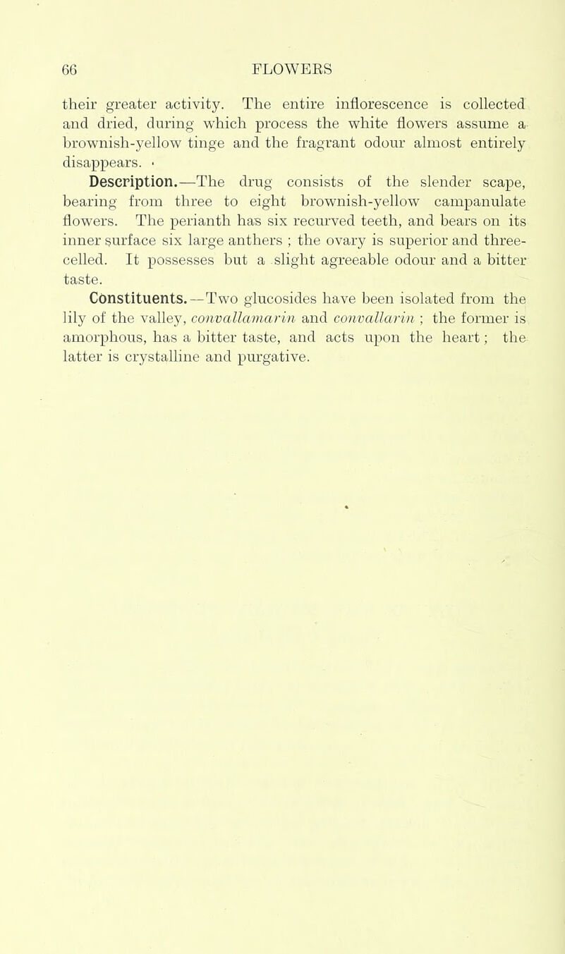 their greater activity. The entire inflorescence is collected and dried, during which process the white flowers assume a brownish-yellow tinge and the fragrant odour almost entirely disappears. • Description.—The drug consists of the slender scape, bearing from three to eight brownish-yellow campanulate flowers. The perianth has six recurved teeth, and bears on its inner surface six large anthers ; the ovary is superior and three- celled. It possesses but a slight agreeable odour and a bitter taste. Cdnstituents.—Two giucosides have been isolated from the lily of the valley, convallamarin and convallarin ; the former is amorphous, has a bitter taste, and acts upon the heart; the latter is crystalline and purgative.
