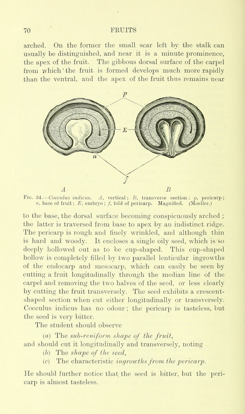 arched. On the former the small scar left by the stalk can usually be distinguished, and near it is a minute prominence, the apex of the fruit. The gibbous dorsal surface of the carpel from which' the fruit is formed develops much more rapidly than the ventral, and the apex of the fruit thus remains near Fig. 34.—Cocculus indicus. A, vertical; B, transverse section: p, pericarp; n, base of fruit; E, embryo ; /', fold of pericarp. Magnified. (Moeller.) to the base, the dorsal surface becoming conspicuously arched ; the latter is traversed from base to apex by an indistinct ridge. The pericarp is rough and finely wrinkled, and although thin is hard and woody. It encloses a single oily seed, which is so deeply hollowed out as to be cup-shaped. This cup-shaped hollow is completely filled by two parallel lenticular ingrowths of the endocarp and mesocarp, which can easily be seen by cutting a fruit longitudmally through the median line of the carpel and removing the two halves of the seed, or less clearly by cutting the fruit transversely. The seed exhibits a crescent- shaped section when cut either longitudinally or transversely. Cocculus indicus has no odour; the pericarp is tasteless, but the seed is very bitter. The student should observe {a) The suh-reniform shape of the fruit, and should cut it longitudinally and transversely, noting (b) The shape of the seed, (c) The characteristic ingroivths from the p)ericarp. He should further notice that the seed is bitter, but the peri- carp is almost tasteless. A B