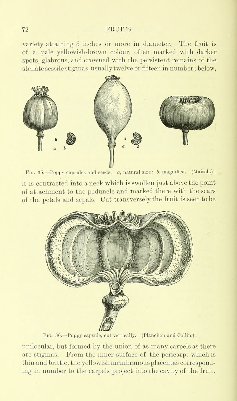 variety attaining 3 inches or more in diameter. The fruit is of a pale yellowish-brown colour, often marked with darker spots, glabrous, and crowned with the persistent remains of the stellate sessile stigmas, usuallj^ twelve or fifteen in number; below, Fig. 35.—Poppy capsules and seeds, a, natural size ; h, magnified. (Maisch.) 1 it is contracted into a neck which is swollen just above the point of attachment to the peduncle and marked there with the scars of the petals and sepals. Cat transversely the fruit is seen to be Fig. 36.—Poppy capsule, cut vertically. (Planclion and Collin.) unilocular, but formed by the union of as many carpels as there are stigmas. From the inner surface of the pericarp, which is thin and brittle, the yellowish membranous placentas correspond- ing in number to the carpels project into the cavity of the fruit.