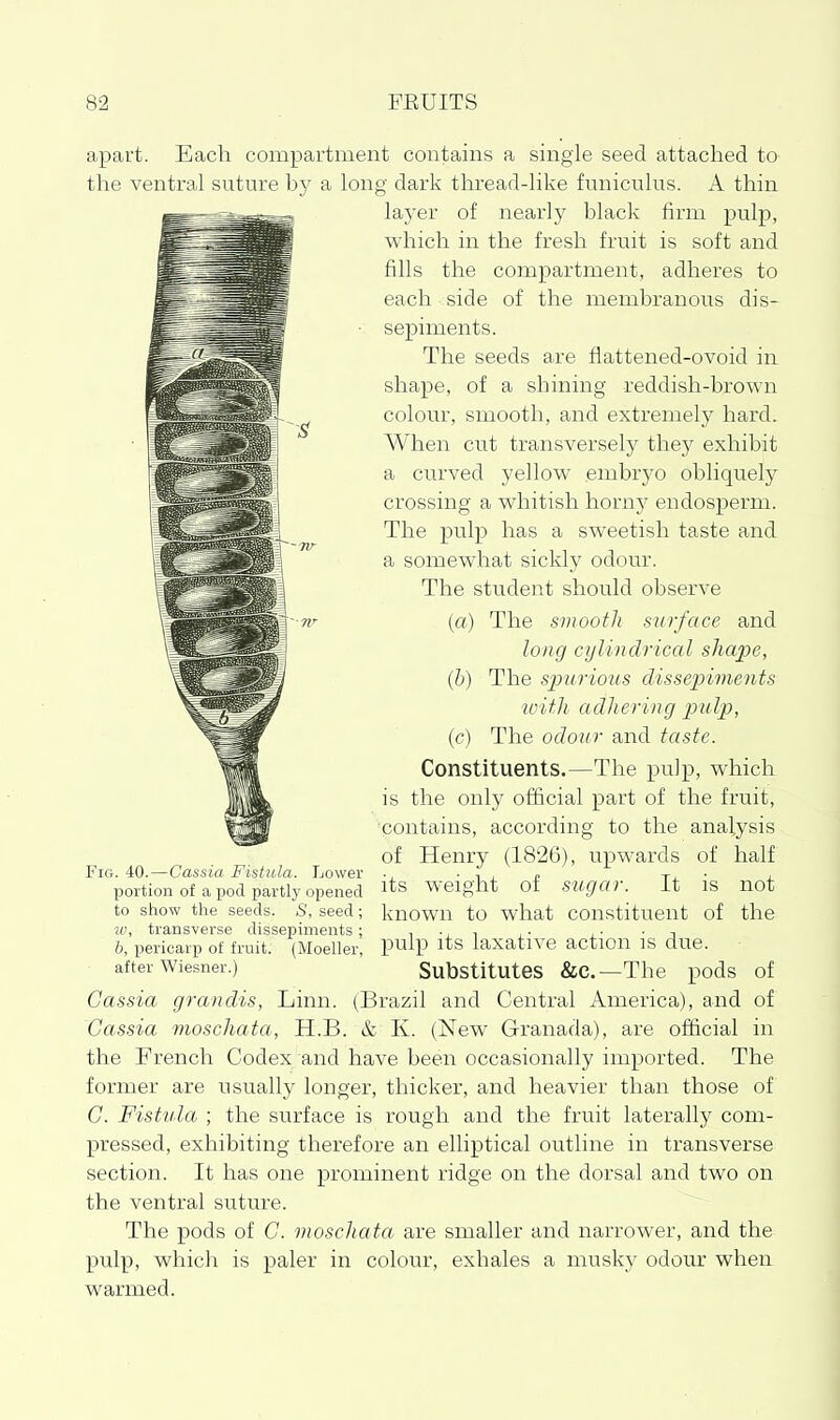 apart. Each compartment contains a single seed attached to the ventral suture by a long dark thread-like funiculus. A thin layer of nearly black firm pulp, which in the fresh fruit is soft and fills the compartment, adheres to each side of the membranous dis- sepiments. The seeds a.re flattened-ovoid in shape, of a shining reddish-brown colour, smooth, and extremely hard. When cut transversely they exhibit a curved yellow embryo obliquely crossing a whitish horny endosperm. The pulp has a sweetish taste and a somewhat sickly odour. The student should observe (a) The smooth surface and long cylindrical shape, (6) The spurious cUssejnments toith adhering ptdp, (c) The odour and taste. Constituents.—The pulp, which is the only official part of the fruit, contains, according to the analysis of Henry (1826), upwards of half its weight of sugar. It is not known to what constituent of the pulp its laxative action is due. Substitutes &c.—The pods of Cassia grandis, Linn. (Brazil and Central America), aiid of Cassia moschata, H.B. & K. (New Granada), are official in the French Codex and have been occasionally imported. The former are usually longer, thicker, and heavier than those of G. Fistula ; the surface is rough and the fruit laterally com- pressed, exhibiting therefore an elliptical outline in transverse section. It has one prominent ridge on the dorsal and two on the ventral suture. The pods of G. moschata are smaller and narrower, and the pulp, which is paler in colour, exhales a musky odour when warmed. Fig. 40.—Cassia Fistula. Lower portion of a pod partly opened to show the seeds. S, seed; ?t!, transverse dissepiments ; b, pericarp of fruit. (Moeller, after Wiesner.)