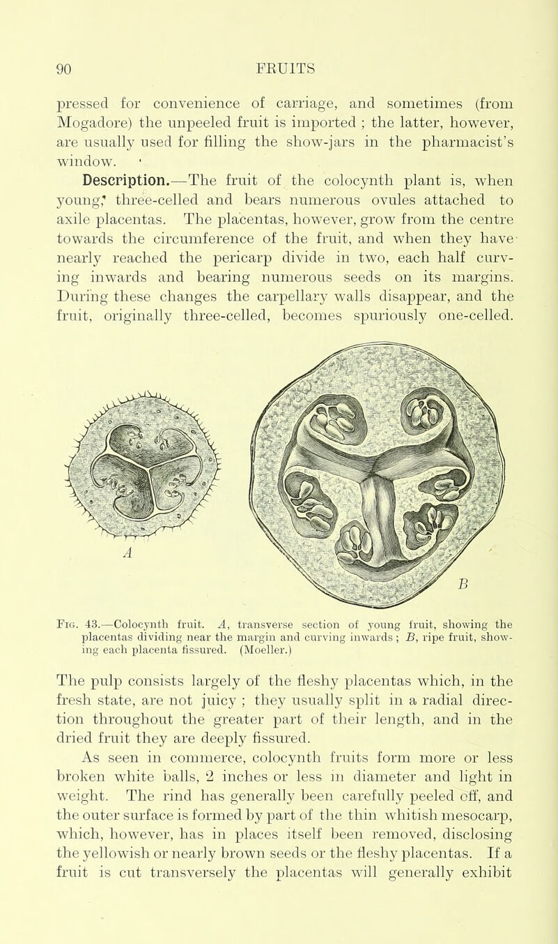 pressed for convenience of carriage, and sometimes (from Mogadore) the unpeeled fruit is imported ; the latter, however, are usually used for filling the shov^-jars in the pharmacist's window. Description.—The fruit of the colocynth plant is, when young,' three-celled and bears numerous ovules attached to axile placentas. The placentas, however, grow from the centre towards the circumference of the fruit, and when they have- nearly reached the pericarp divide in two, each half curv- ing inwards and bearing numerous seeds on its margins. During these changes the carpellary walls disappear, and the fruit, originally three-celled, becomes spuriously one-celled. Fi(i. 43.—Colocynth fruit. A, transverse section of young Iruit, showing the placentas dividing near the margin and curving inwards ; B, rij^e fruit, show- ing each placenta fissured. (Moeller.) The pulp consists largely of the fleshy placentas which, in the fresh state, are not juicy ; they usually split in a radial direc- tion throughout the greater part of their length, and in the dried fruit they are deeply fissured. As seen in commerce, colocynth fruits form more or less broken white balls, 2 inches or less in diameter and light in weight. The rind has generally been carefully peeled off, and the outer surface is formed by part of the thin whitish mesocarp, which, however, has in places itself been removed, disclosing the yellowish or nearly brown seeds or the fleshy placentas. If a fruit is cut transversely the placentas will generally exhibit