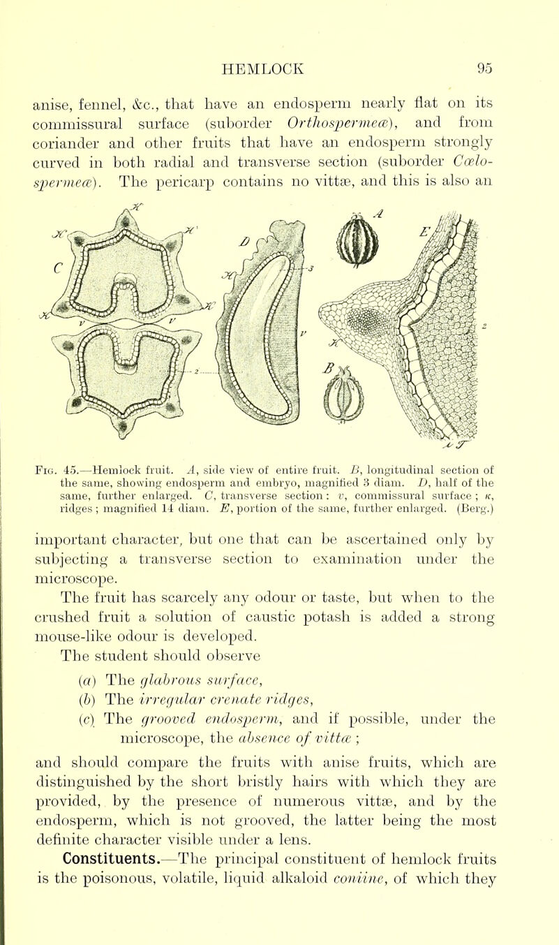 anise, fennel, &c., that have an endosperm nearly flat on its comniissural surface (suborder Orthospermece), and from coriander and other fruits that have an endosperm strongly- curved in both radial and transverse section (suborder Coelo- spermea). The pericarp contains no vitta3, and this is also an Fig. 45.—Hemlock fruit. A, side view of entire fruit. B, longitudinal section of the same, showing endosperm and embryo, magnified 3 diam. D, half of the same, further enlarged. C, transverse section : i', commissural surface ; (c, ridges; magnified 14 diam. E, portion of the same, further enlarged. (Berg.) important character, but one that can be ascertained only by subjecting a transverse section to examination under the microscope. The fruit has scarcely any odour or taste, but vi^lien to the crushed fruit a solution of caustic potash is added a strong mouse-like odour is developed. The student should observe (a) The glabrous surface, (b) The irregular crenate ridges, (c) The grooved endosjyerm, and if possible, under the microscope, the absence of vittce ; and should compare the fruits v^ith anise fruits, which are distinguished by the short bristly hairs with which they are provided, by the presence of numerous vittae, and by the endosperm, which is not grooved, the latter being the most definite character visible under a lens. Constituents.—The principal constituent of hemlock fruits is the poisonous, volatile, liquid alkaloid coniine, of which they