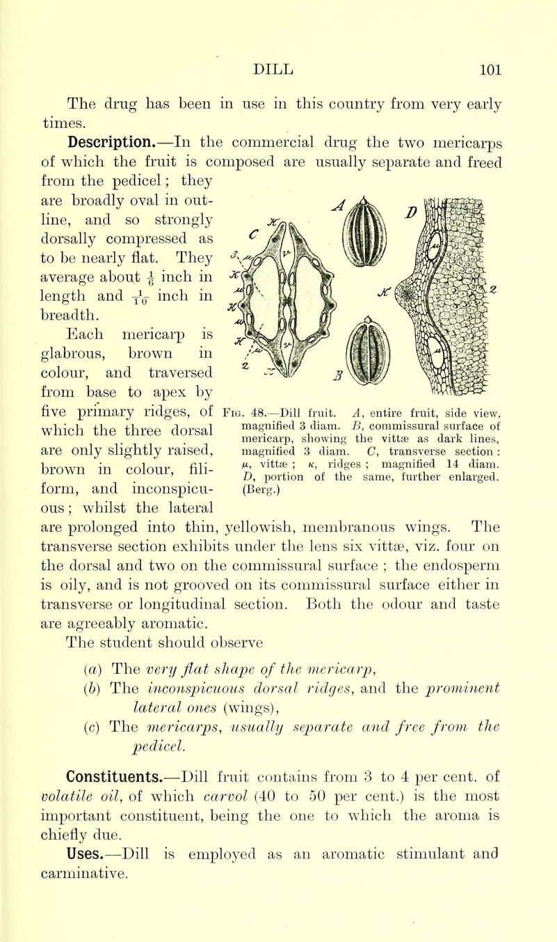 The drug has heen in use in this country from very early times. Description.—In the commercial drug the two mericarps of which the fruit is composed are usually separate and freed from the pedicel; they are broadly oval in out- line, and so strongly dorsally compressed as to be nearly flat. They average about \ inch in magnified 3 diam. B, commissural surface of mericarp, showing the vittse as dark lines, magnified 3 diam. C, transverse section : vittas ; k, ridges ; magnified 14 diam. D, x)ortion of the same, further enlarged. (Berg.) length and inch in breadth. Each mericarp is glabrous, brown in colour, and traversed from base to apex by five primary ridges, of Fig. 48.—Dill fruit. A, entire fruit, side view, which the three dorsal are only slightly raised, brown in colour, fili- form, and inconspicu- ous ; whilst the lateral are prolonged into thin, yellowish, membranous wings. The transverse section exhibits under the lens six vittae, viz. four on the dorsal and two on the commissural surface ; the endosperm is oily, and is not grooved on its commissural surface either in transverse or longitudinal section. Both the odour and taste are agreeably aromatic. The student should observe («.) The very flat Hliajye of the mericarp, (b) The inconspicuous dorsal ridges, and the prominent lateral ones (wings), (c) The mericarps, usually separate and free from, the p)edicel. Constituents.—Dill fruit contains from 3 to 4 per cent, of volatile oil, of which carvol (40 to 50 per cent.) is the most important constituent, being the one to which the aroma is chiefly due. Uses.—Dill is employed as an aromatic stimulant and carminative.