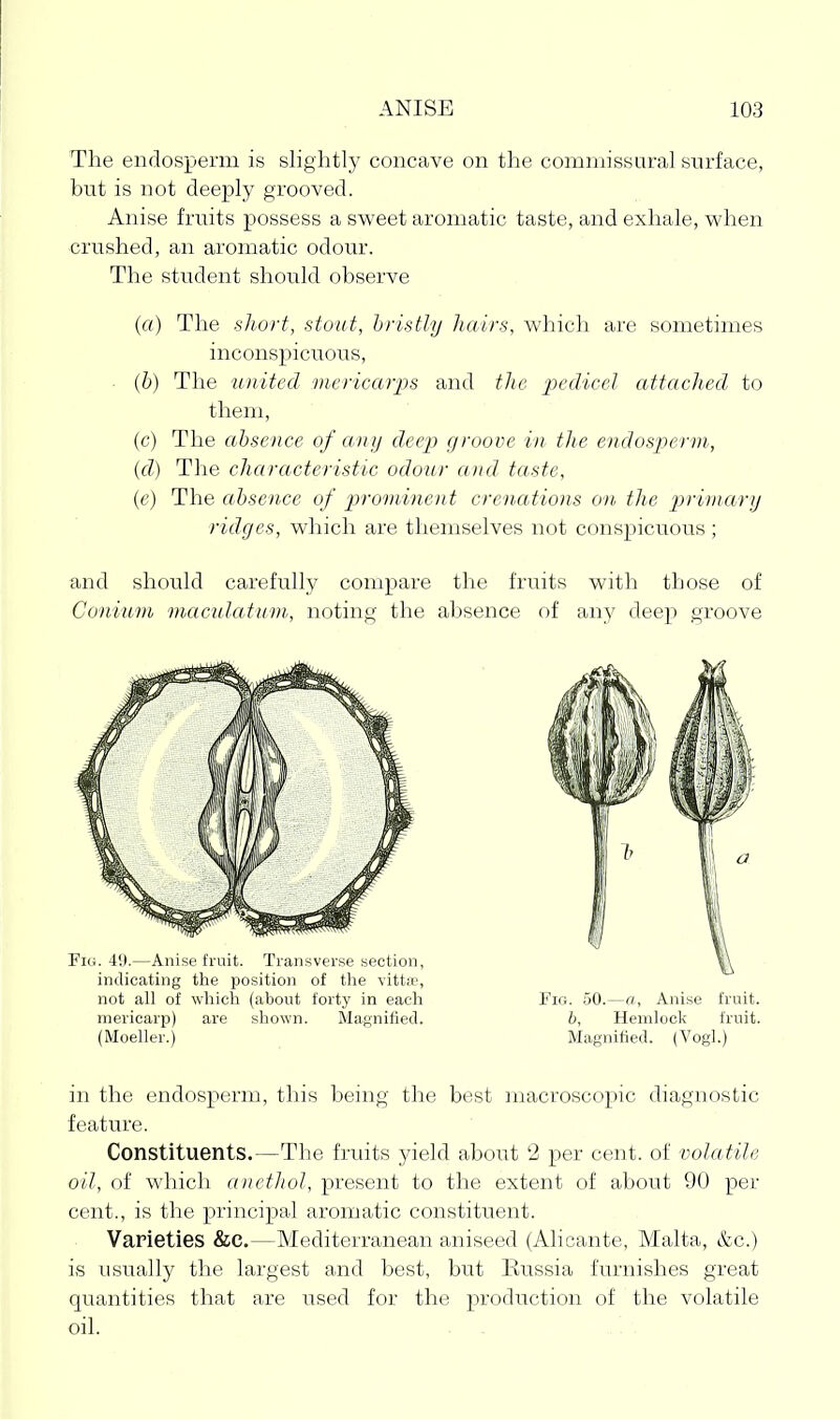 The endosperm is slightly concave on the comniissural surface, but is not deeply grooved. Anise fruits possess a sweet aromatic taste, and exhale, vi'hen crushed, an aromatic odour. The student should observe {(() The short, stout, bristly liairs, which are sometimes inconspicuous, ■ (b) The united mericarps and the pedicel cUtached to them, (c) The absence of any deep groove in the endosperm, (d) The characteristic odour and taste, (e) The absence of p)romine}it crenations on the primarij ridges, which are themselves not conspicuous ; and should carefully compare the fruits with those of Conium macul((tiim, noting the absence of any deep groove in the endosperm, this being the best macroscopic diagnostic feature. Constituents.—The fruits yield about 2 per cent, of volatile oil, of which anetlwl, present to the extent of about 90 per cent., is tlie principal aromatic constituent. Varieties &C.—Mediterranean aniseed (Alicante, Malta, &c.) is usually the largest and best, but ExTssia furnishes great quantities that are iised for the prodiiction of the volatile oil.