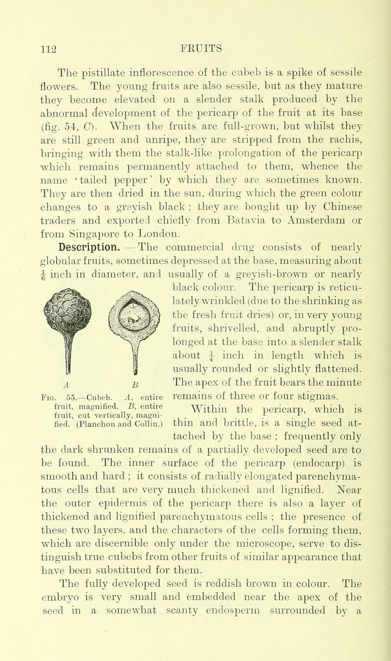 The pistillate inflorescence of the cubeb is a spike of sessile flowers. The 3'oung fruits are also sessile, but as they raature they become elevated on a slender stalk produced by the abnormal development of the pericarp of the fruit at its base (fig. 54, C). When the fruits are full-grov^^n, but vv^hilst they are still green and unripe, they are stripped from the rachis, bringing with them the stalk-like prolongation of the pericarp which remains permanently attached to them, whence the name ' tailed pepper' by which they are sometimes known. They are then dried in the sun, during which the green colour changes to a greyish black ; they are bought up by Chinese traders and exported chiefly from Batavia to Amsterdam or from Singapore to London. Description. — The commercial drug consists of nearly globular fruits, sometimes depressed at the base, measuring about ^ inch in diameter, and usually of a grejdsh-brown or nearly black colour. The pericarp is reticu- lately wrinkled (due to the shrinking as the fresh fruit dries) or, in very young fruits, shrivelled, and abruptly pro- longed at the base into a slender stalk about I inch in length which is usually rounded or slightly flattened. The apex of the fruit bears the minute remains of three or four stigmas. Within the pericarp, which is thin and brittle, is a single seed at- tached by the base ; frequently only the dark shrunken remains of a partially developed seed are to be found. The inner surface of the pericarp (endocarp) is smooth and hard ; it consists of radially elongated parenchyma- tous cells that are very much thickened and lignified. Near the outer epidermis of the pericarp there is also a layer of thickened and lignified parenchymatous cells ; the presence of these two layers, and the characters of the cells forming them, which are discernible only under the microscope, serve to dis- tinguish true cubebs from other fruits of similar appearance that have been substituted for them. The fully developed seed is reddish brown in colour. The embryo is very small and embedded near the apex of the seed in a somewhat scanty endosperm surrounded by a Fig. 5.5.—Cubeb. A, entire fruit, magnified. entire fruit, cut vertically, magni- fied. (Planchon and Collin.)